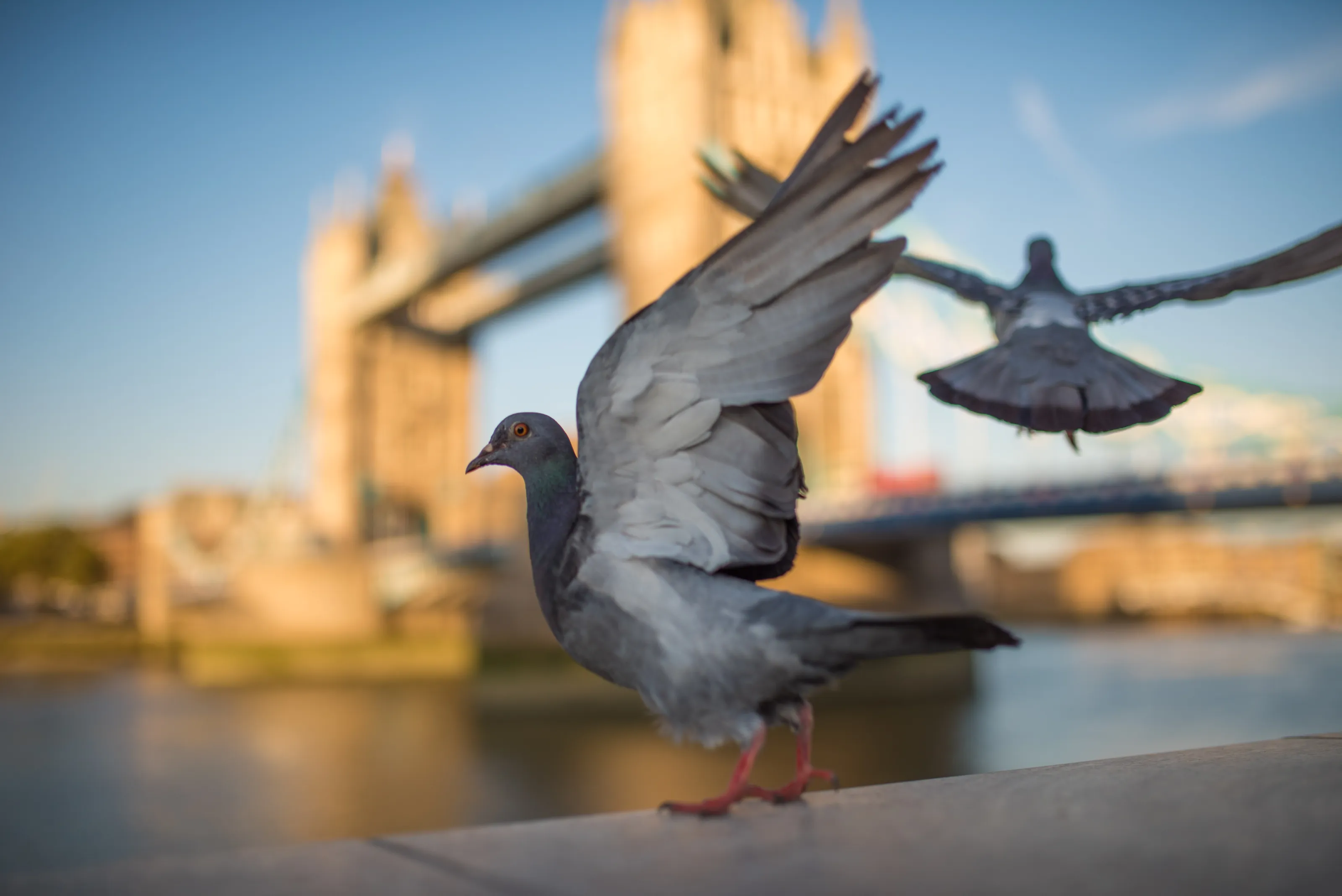 Pigeons