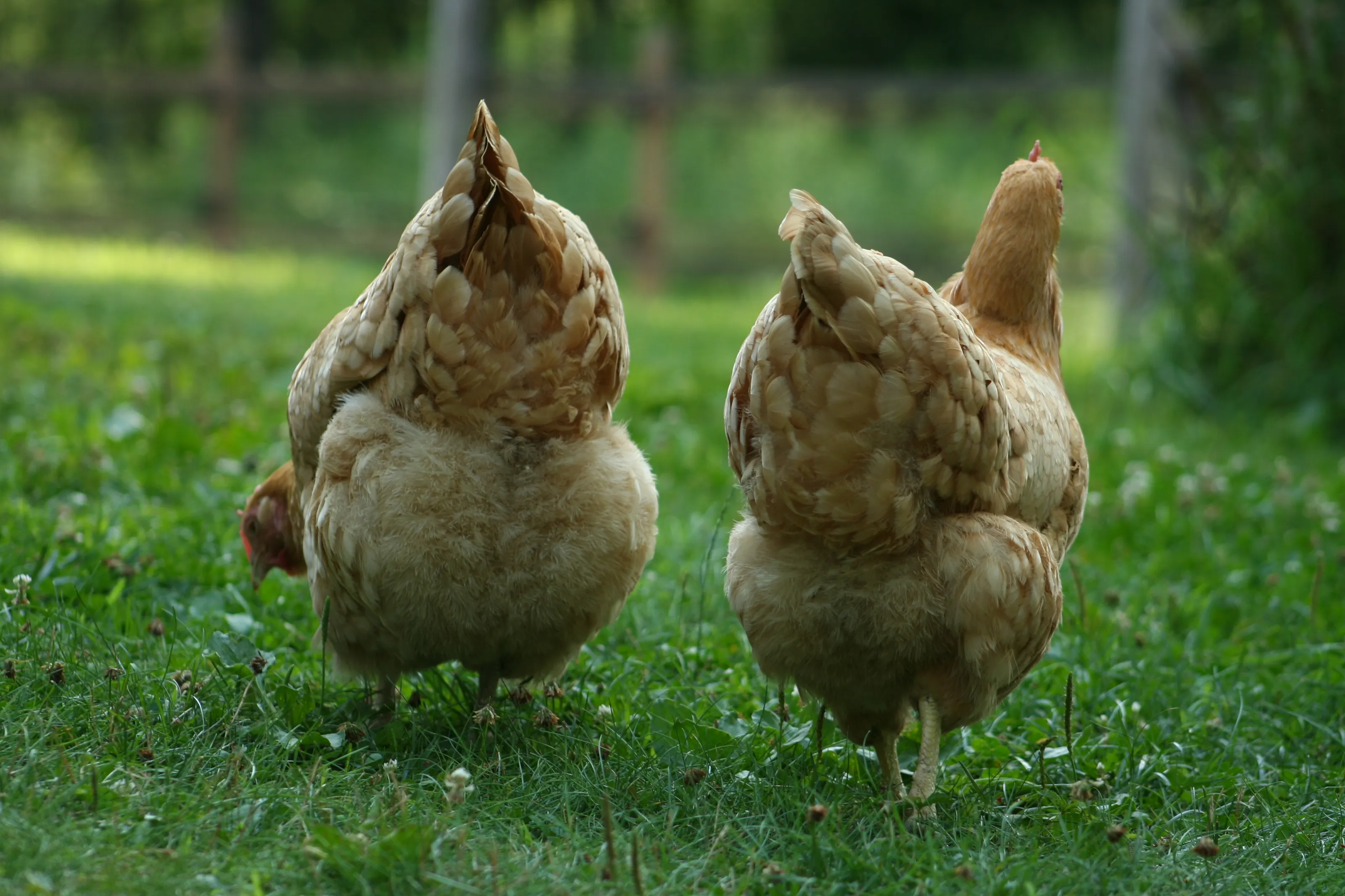 Chickens