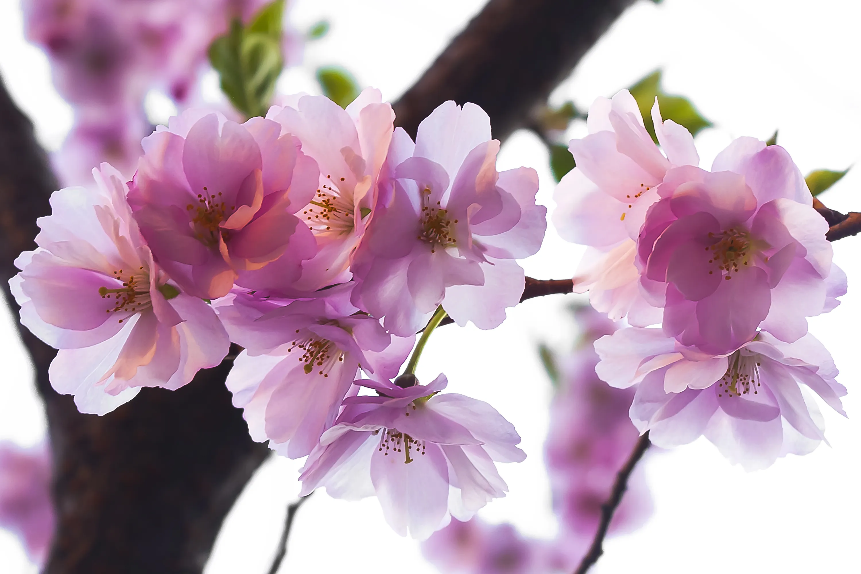 Pink Flowers