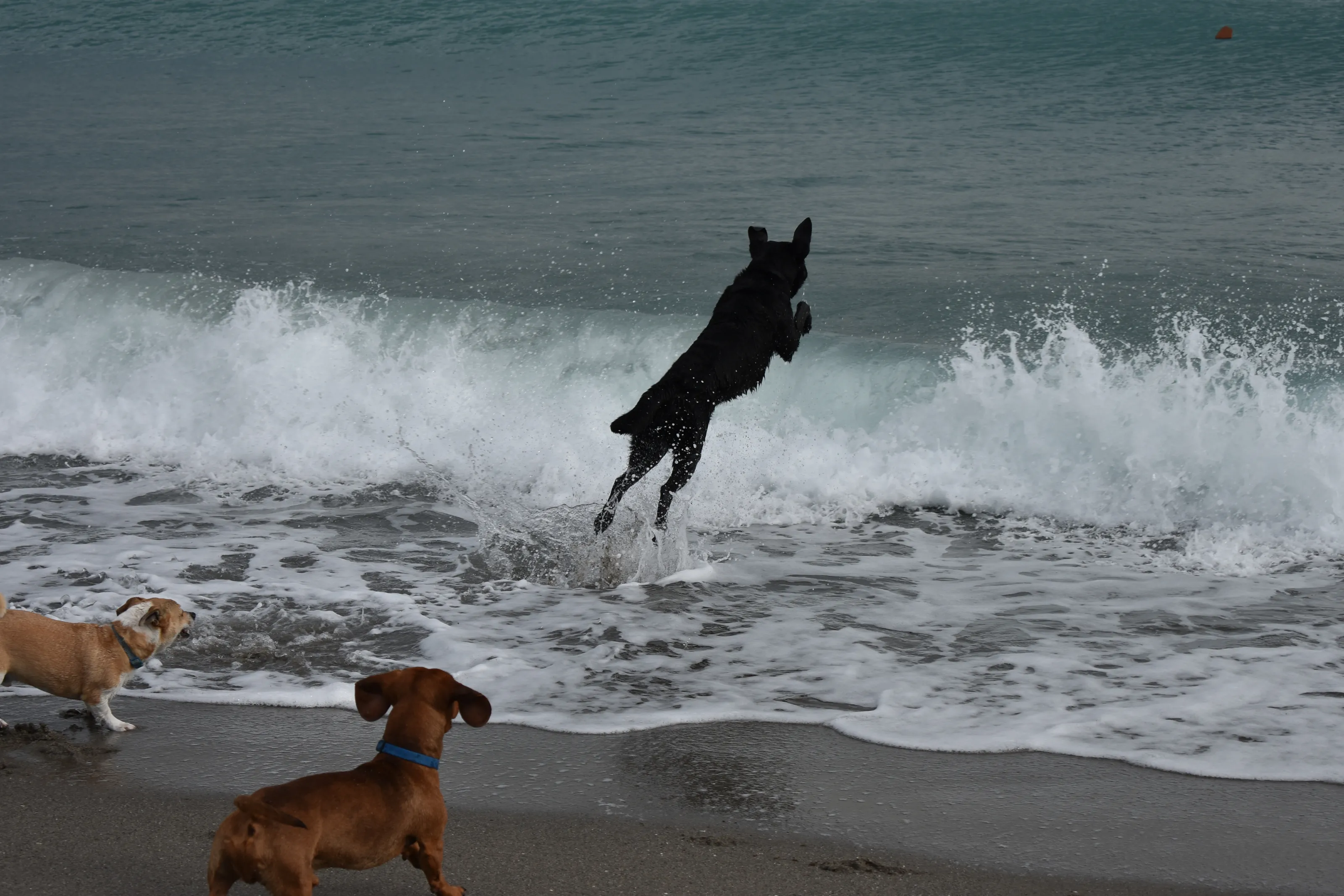 Dogs in flight
