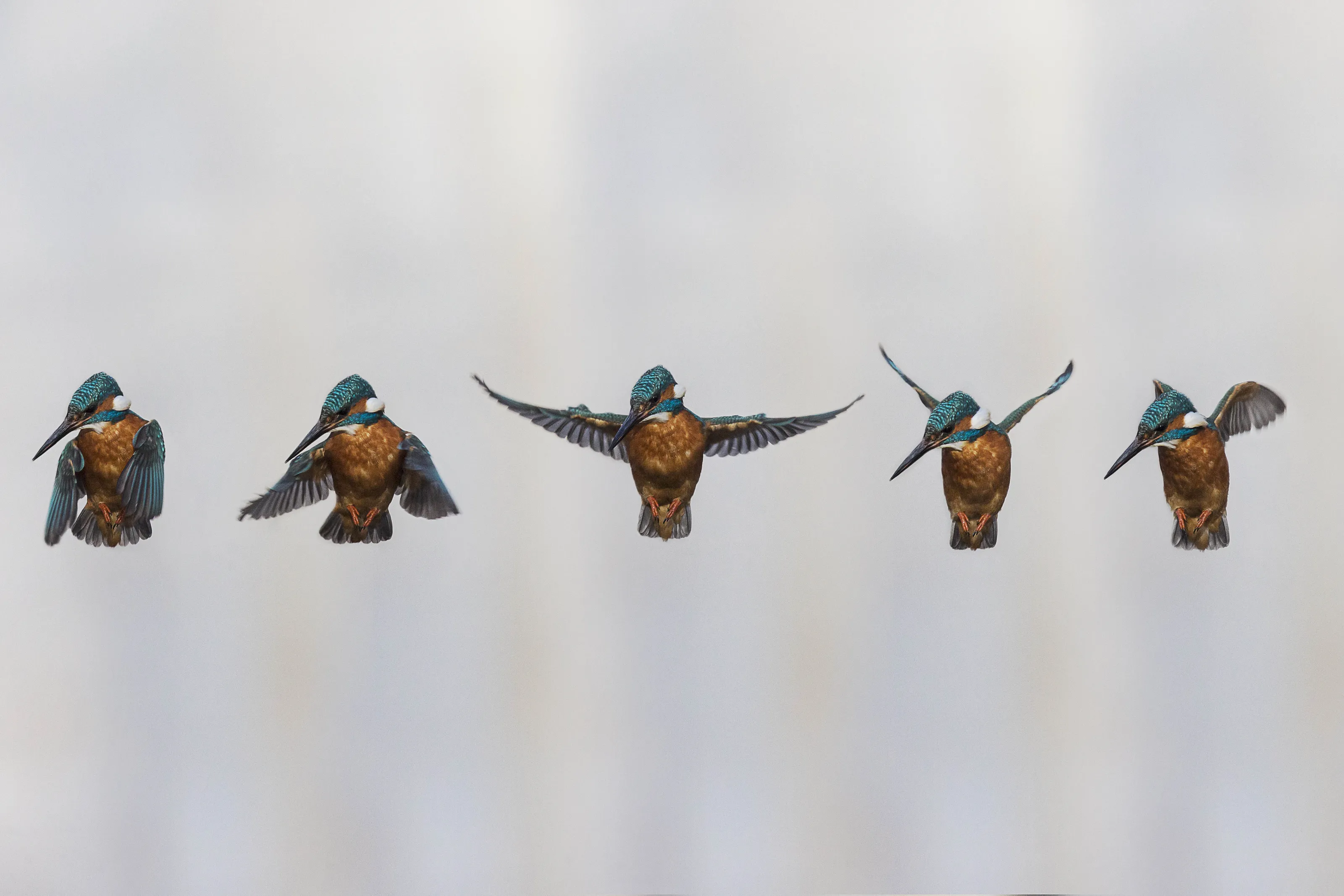 Kingfishers