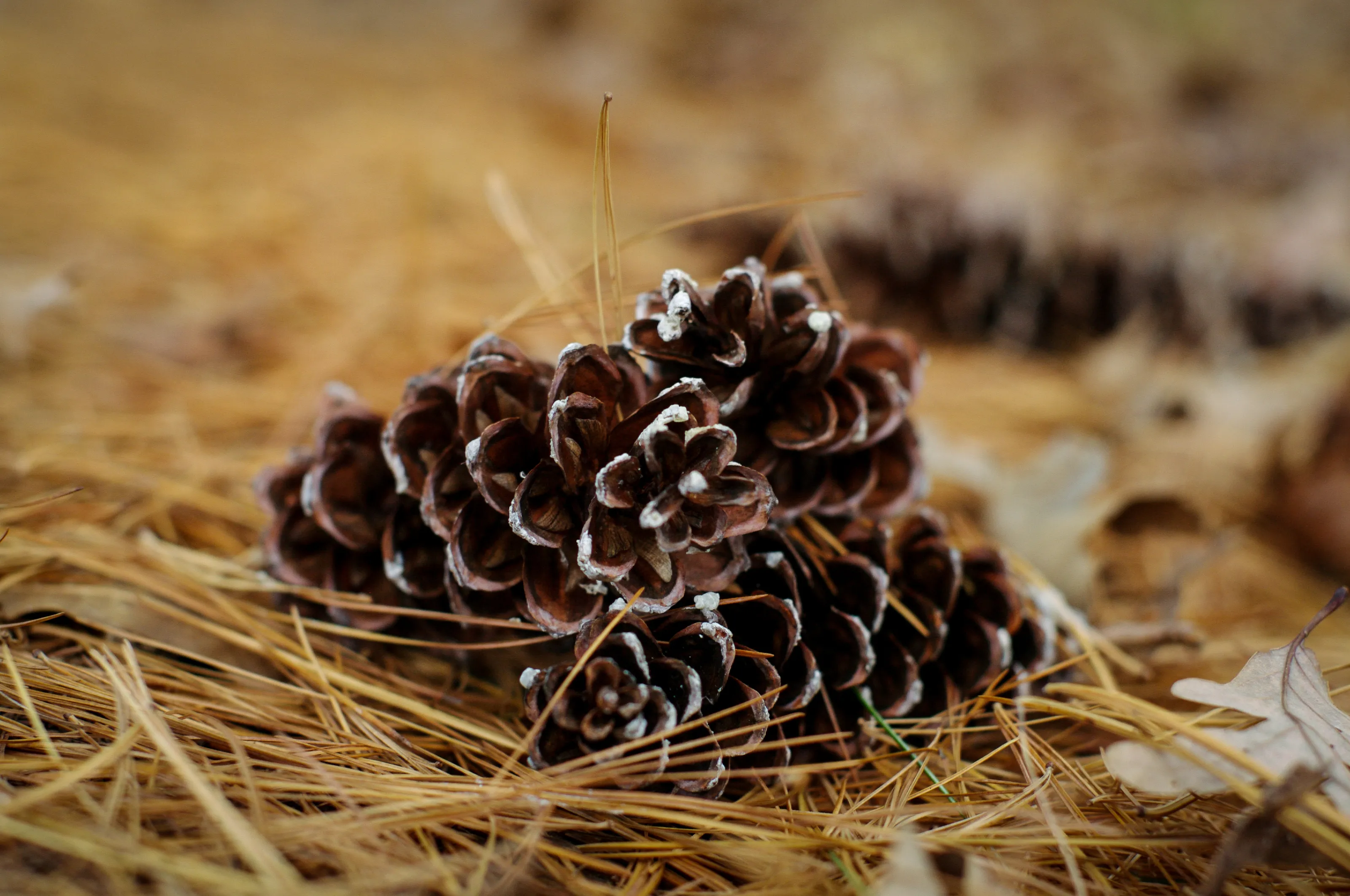Pine Forest