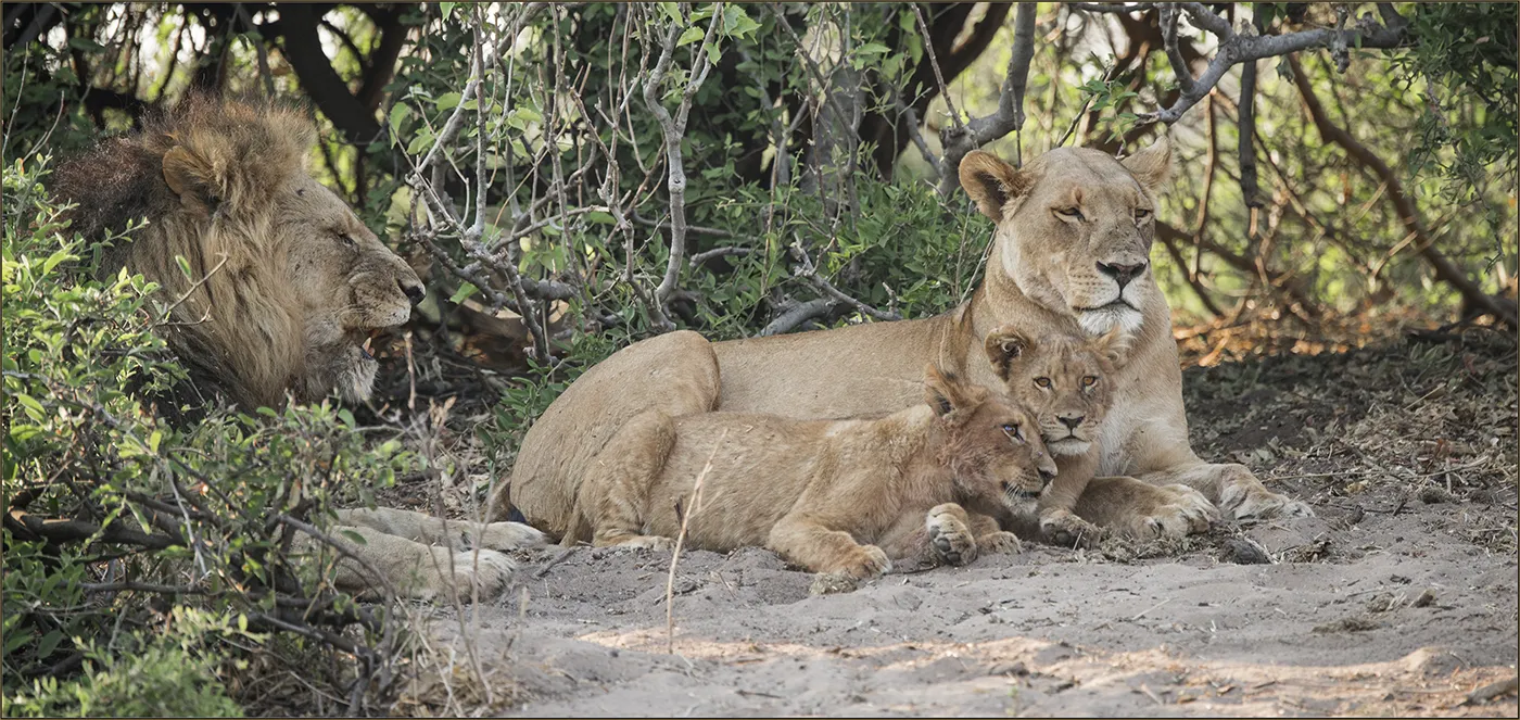 Big Cats