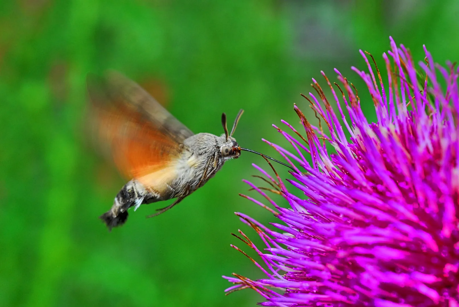 Butterflies