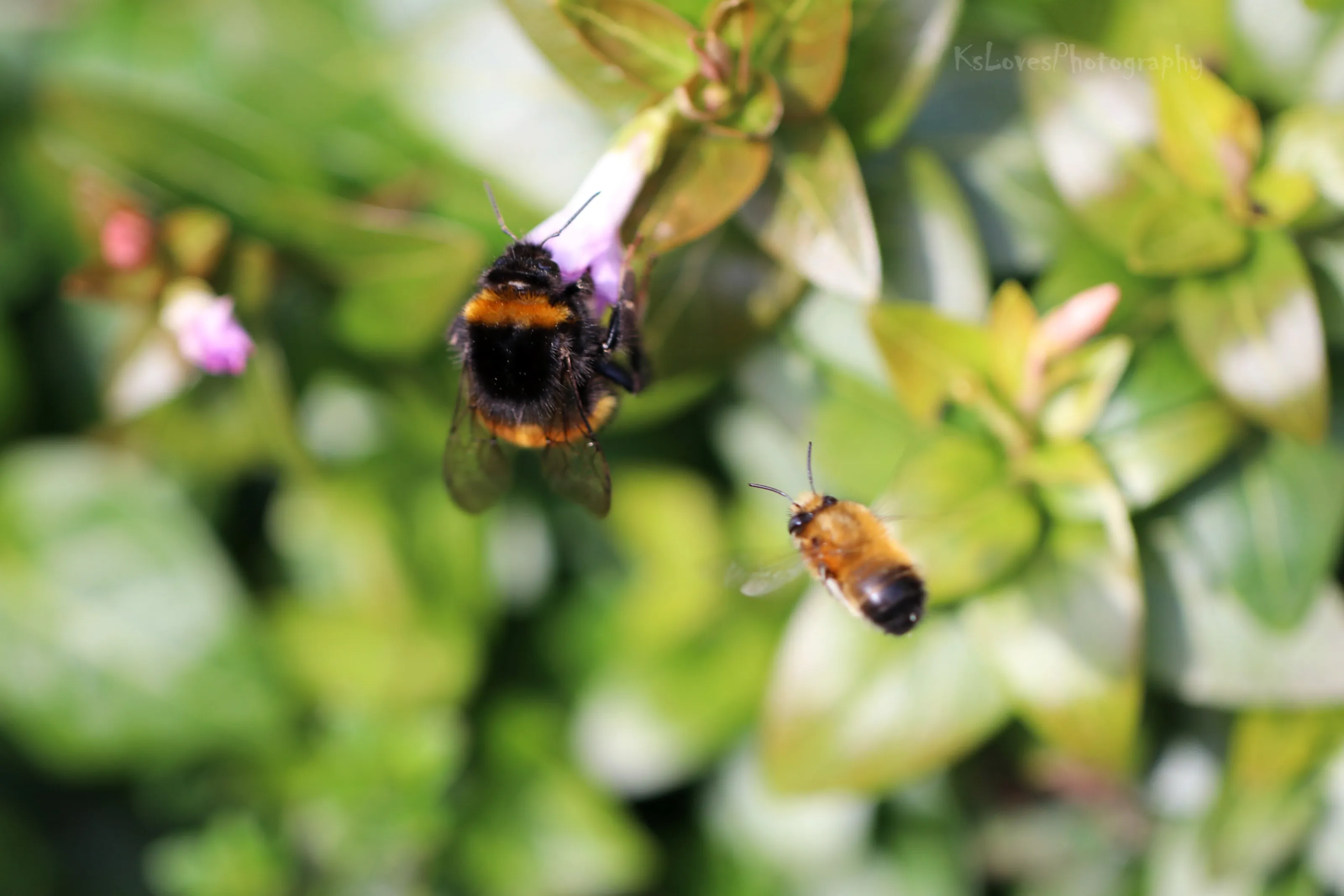 All Things Bees