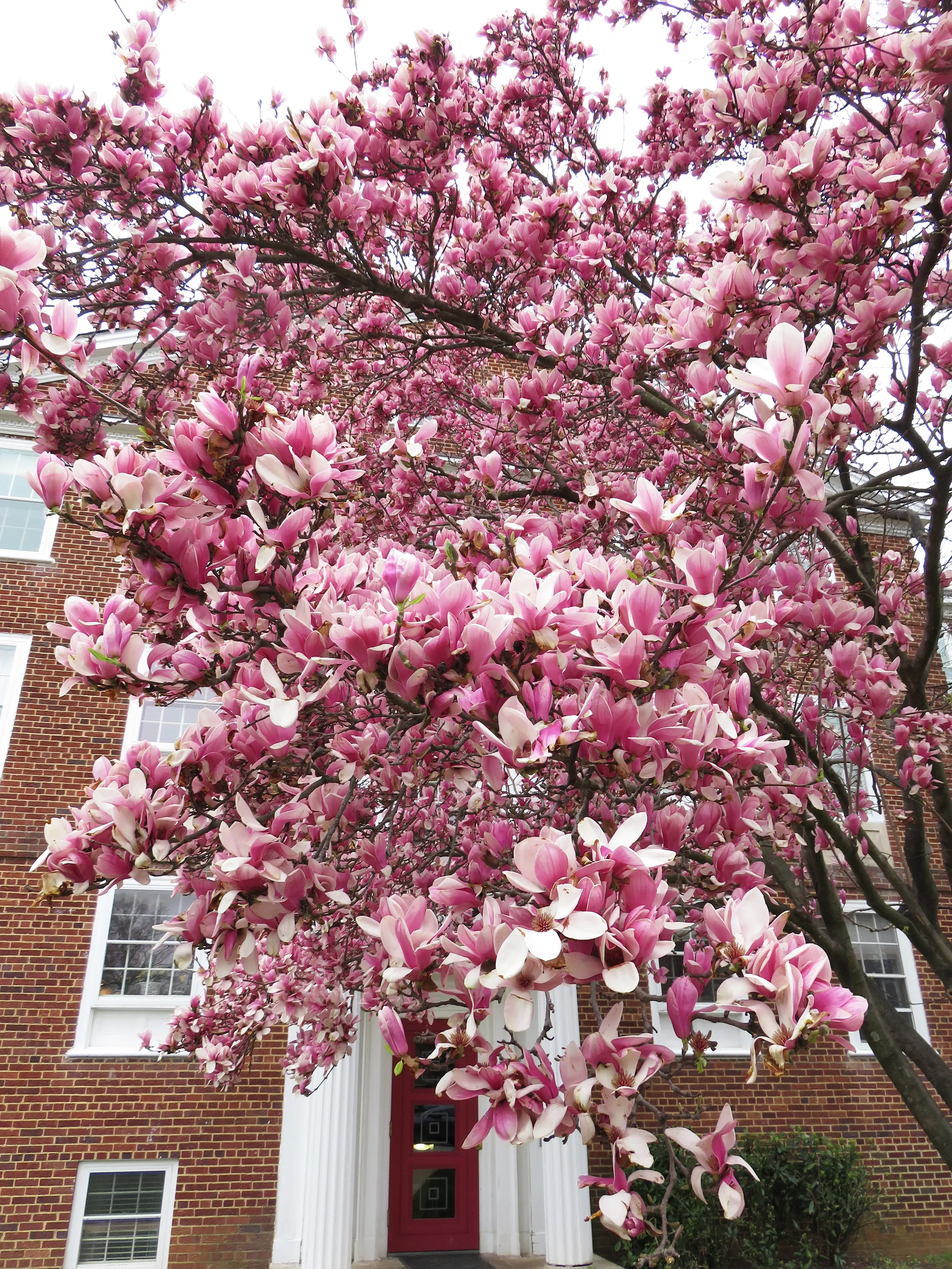 Spring Flowers