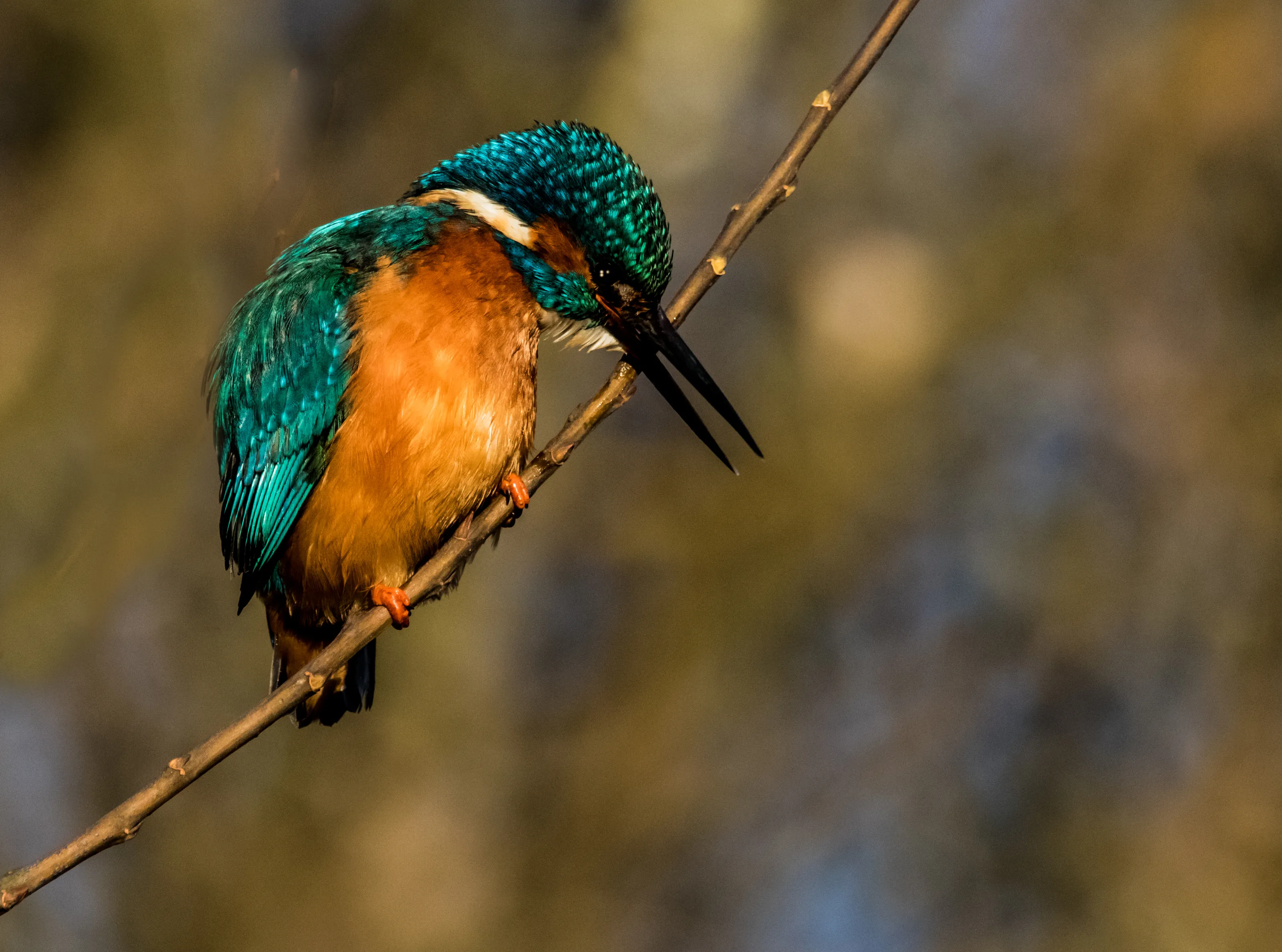 Kingfishers Photographed only in the UK