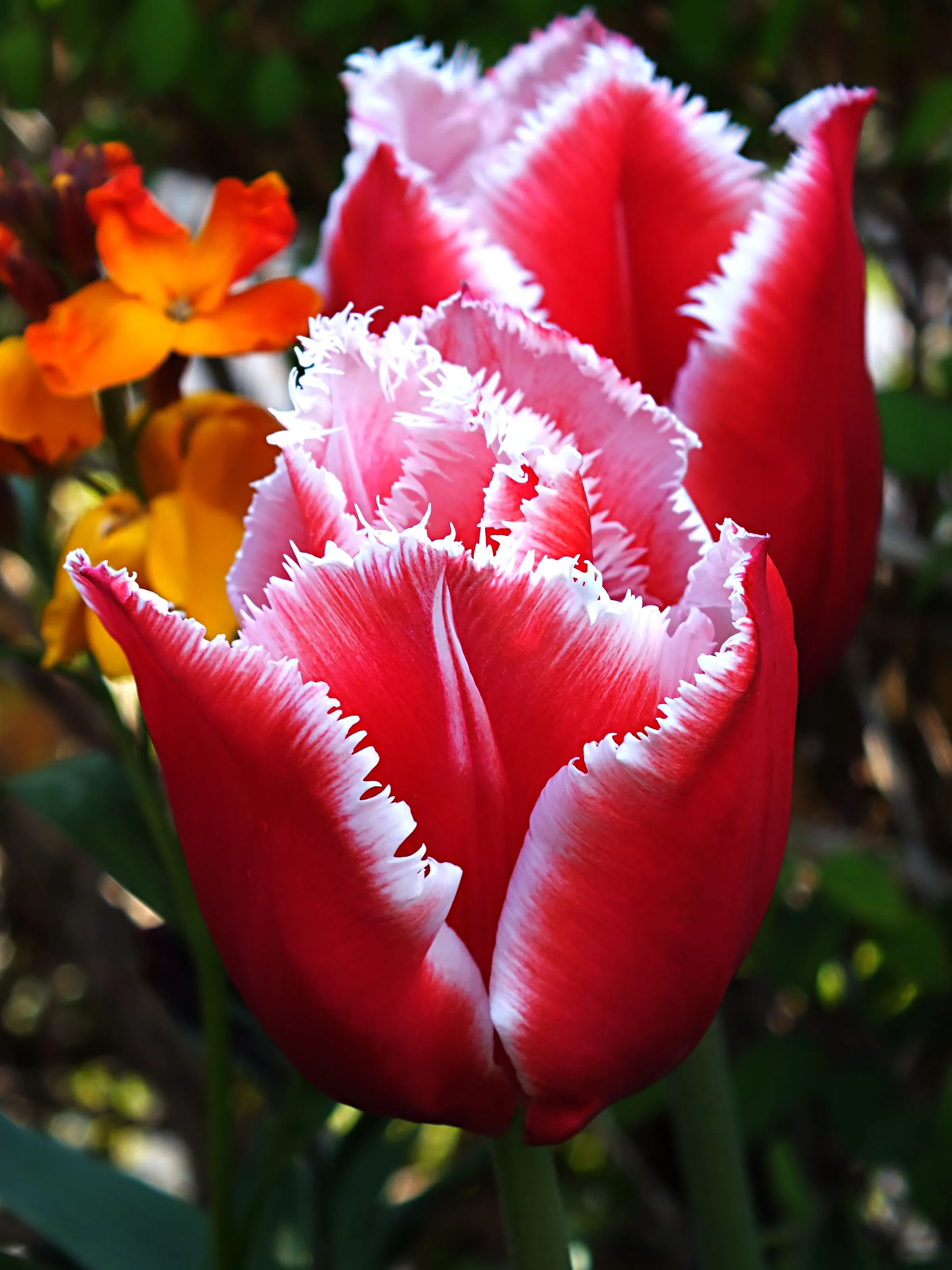 Tulips