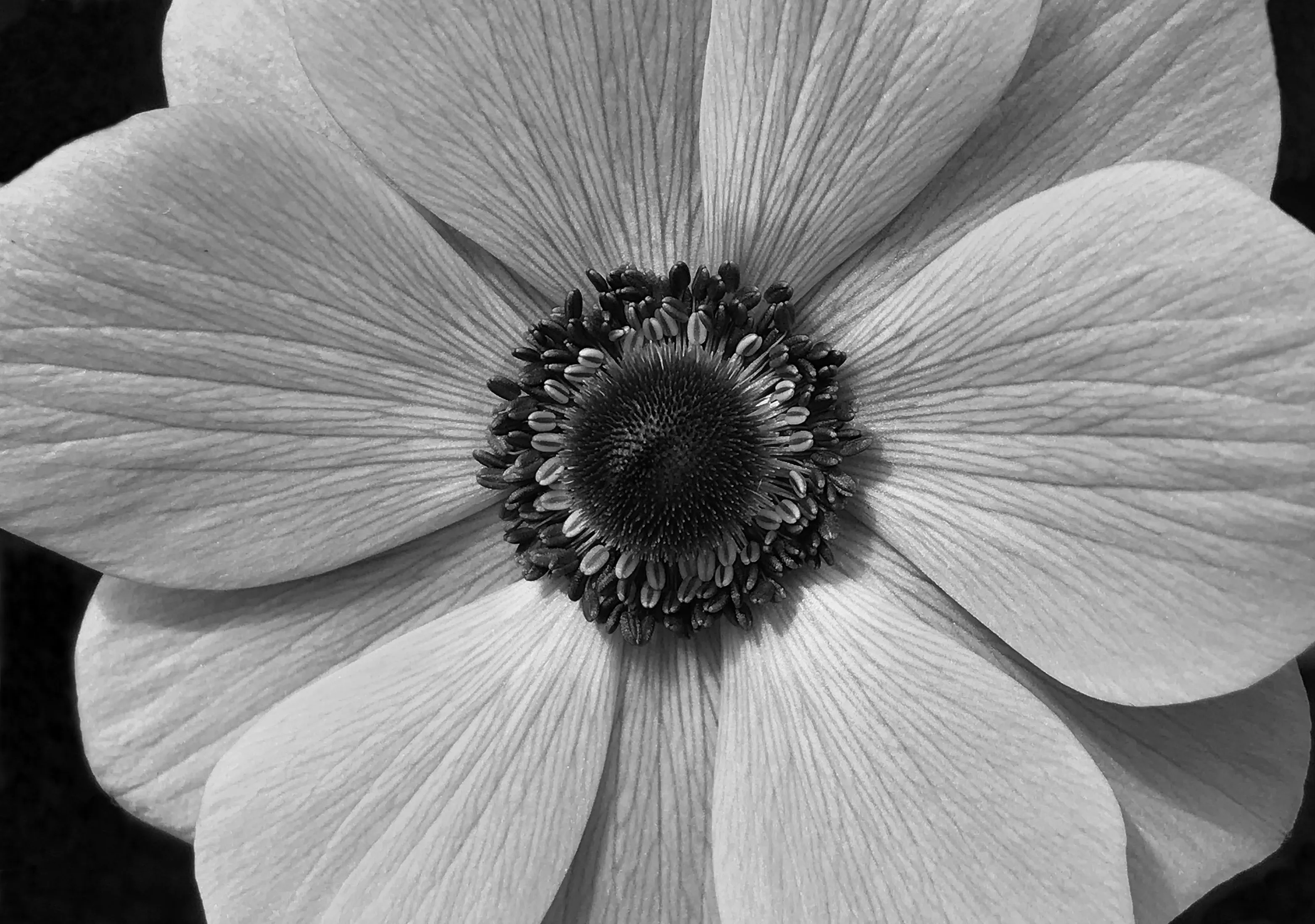 Masterpieces With Phone Cameras