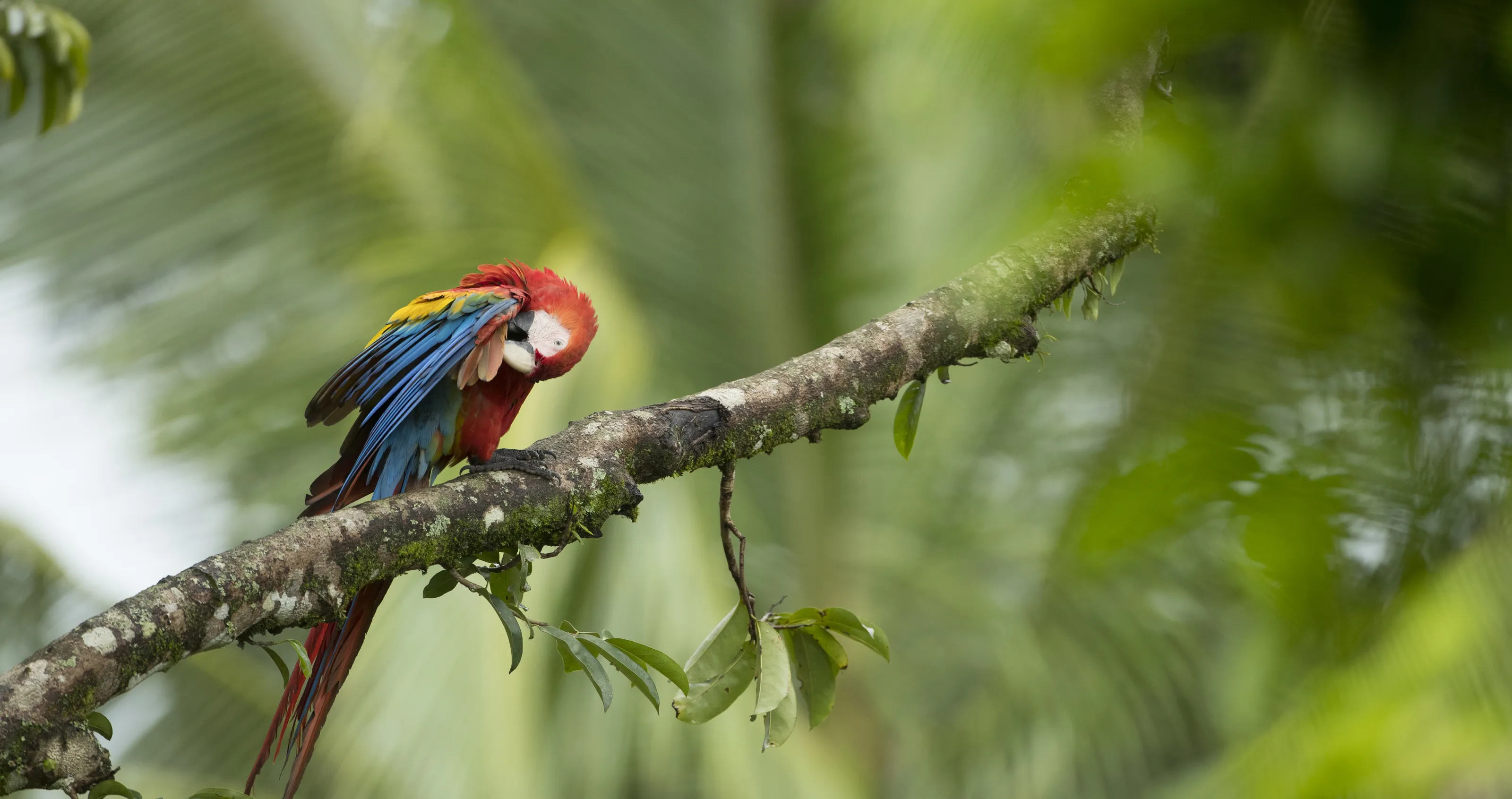 Colourful wildlife