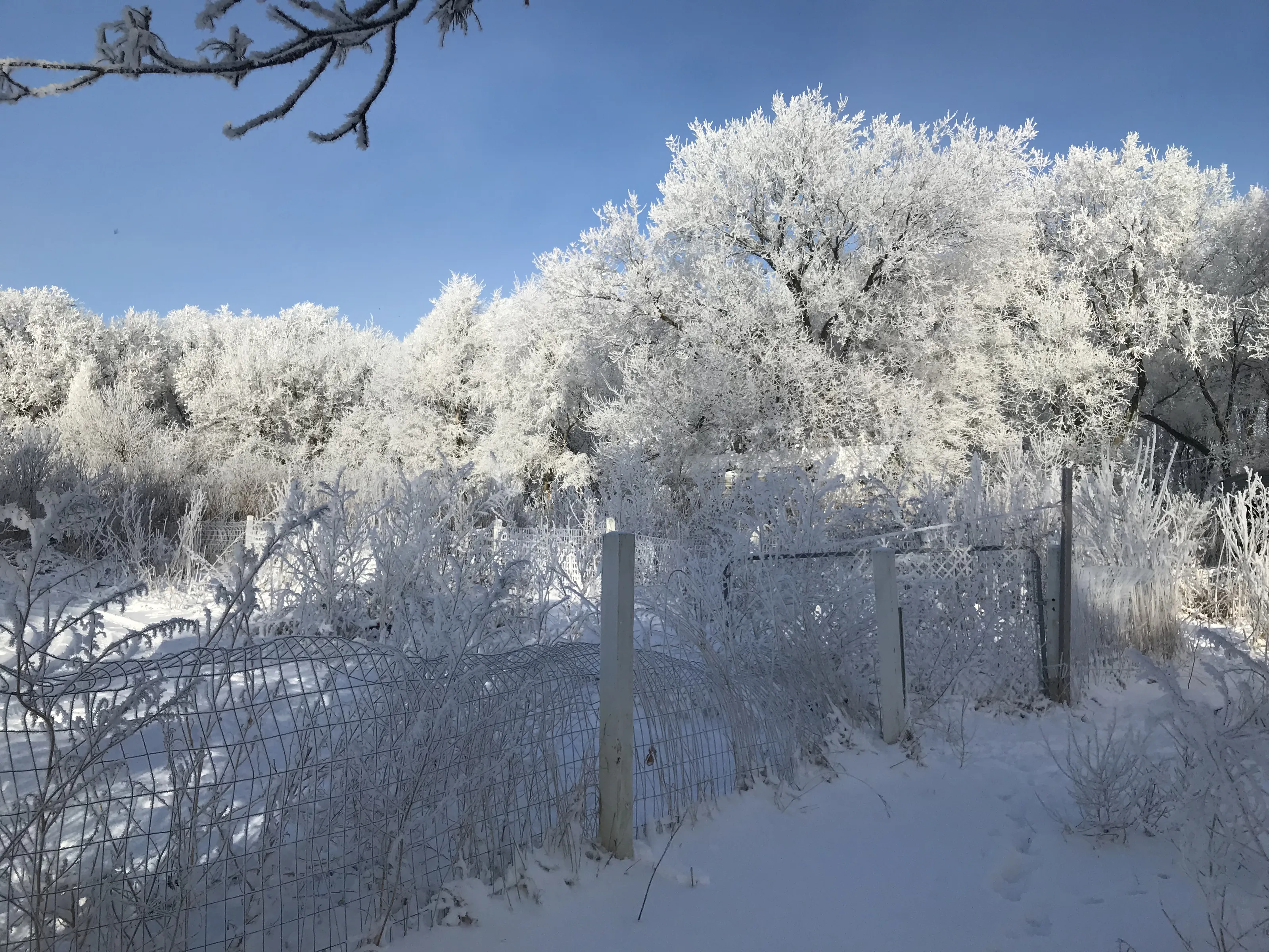 Winter
