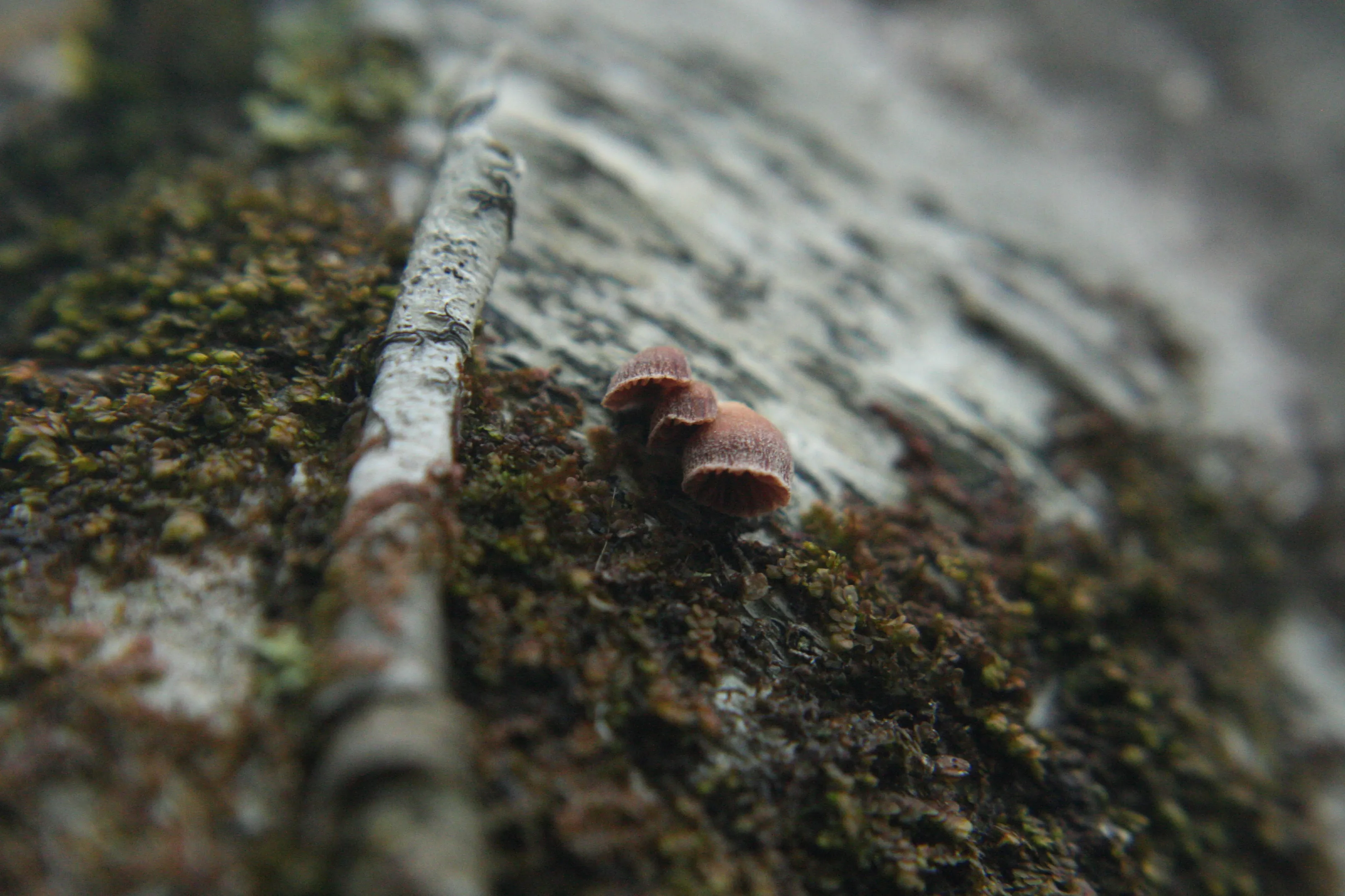 Mushrooms and Fungi