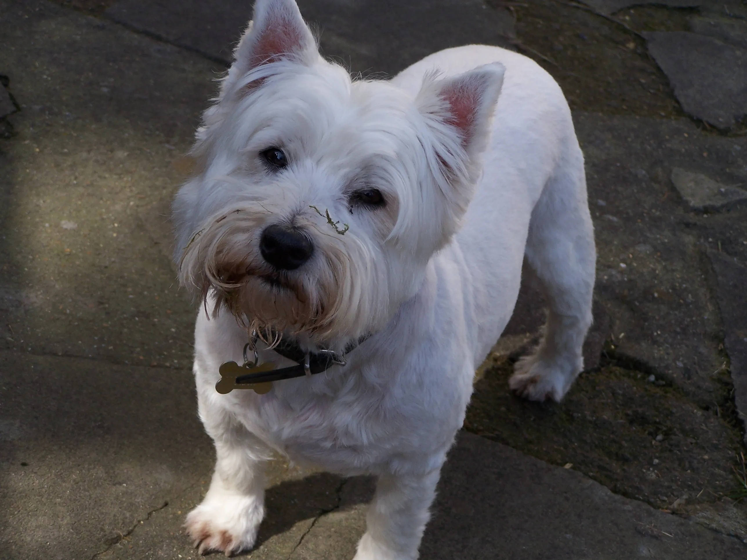 West Highland White Terriers