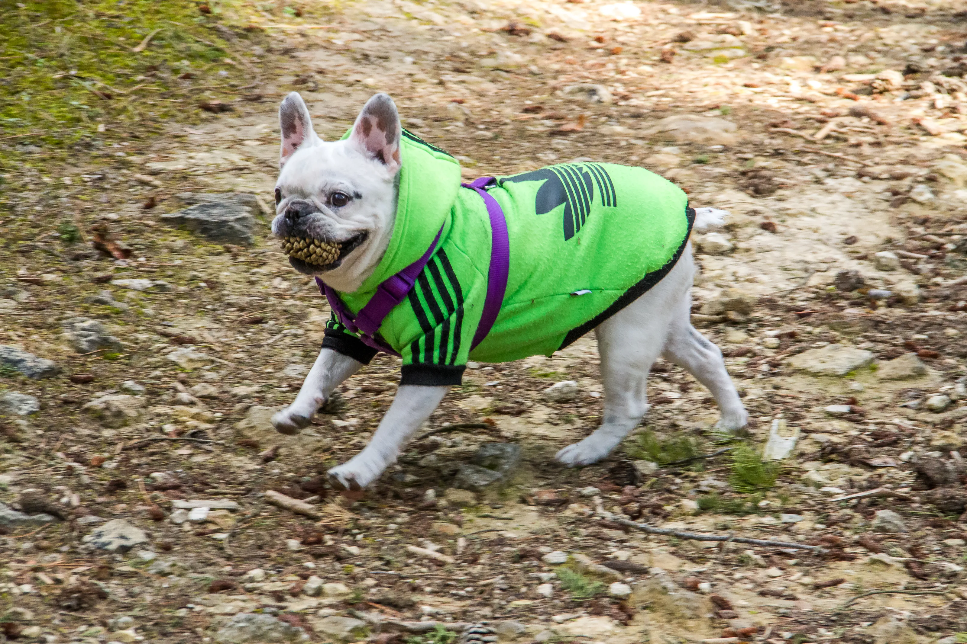 Cute or Funny Dogs