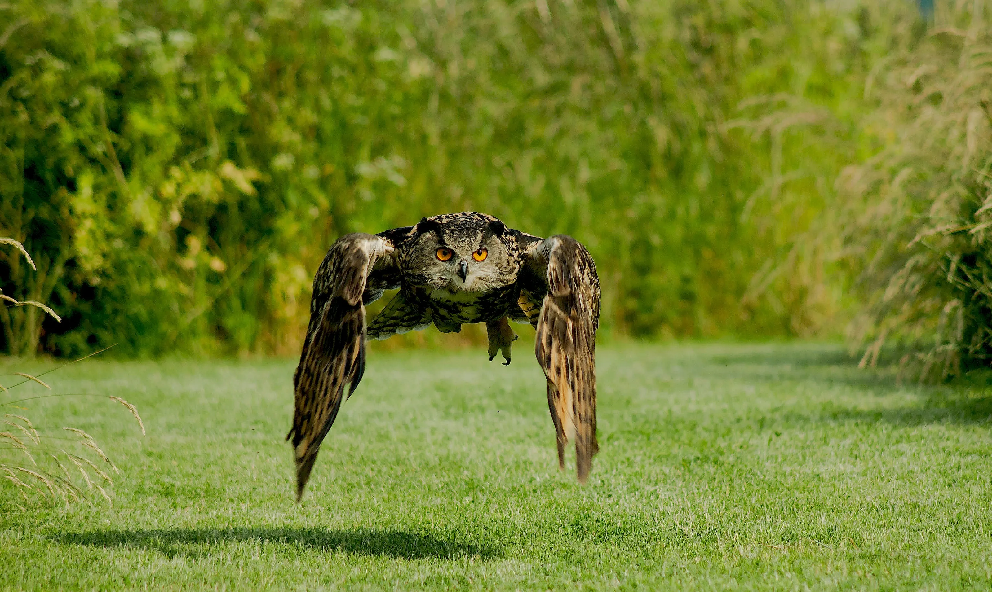 Owls