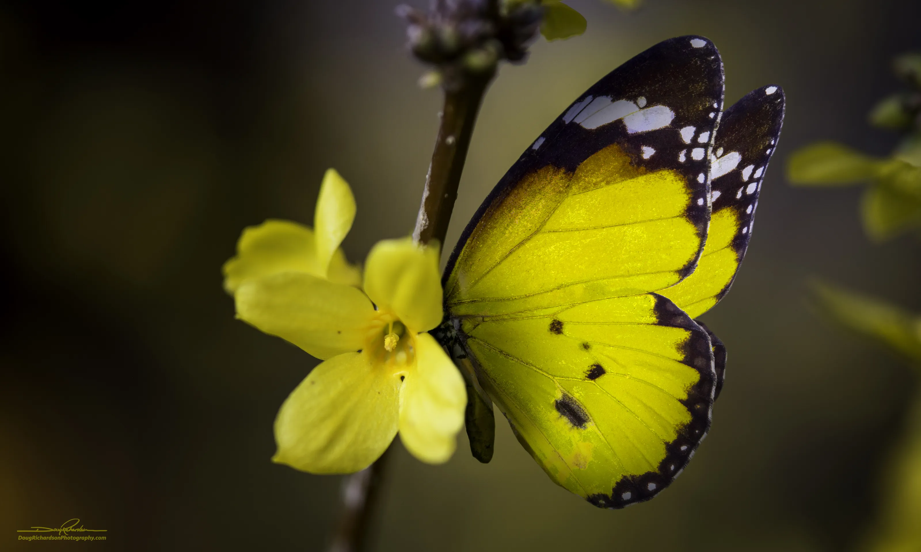 Secrets of the Garden