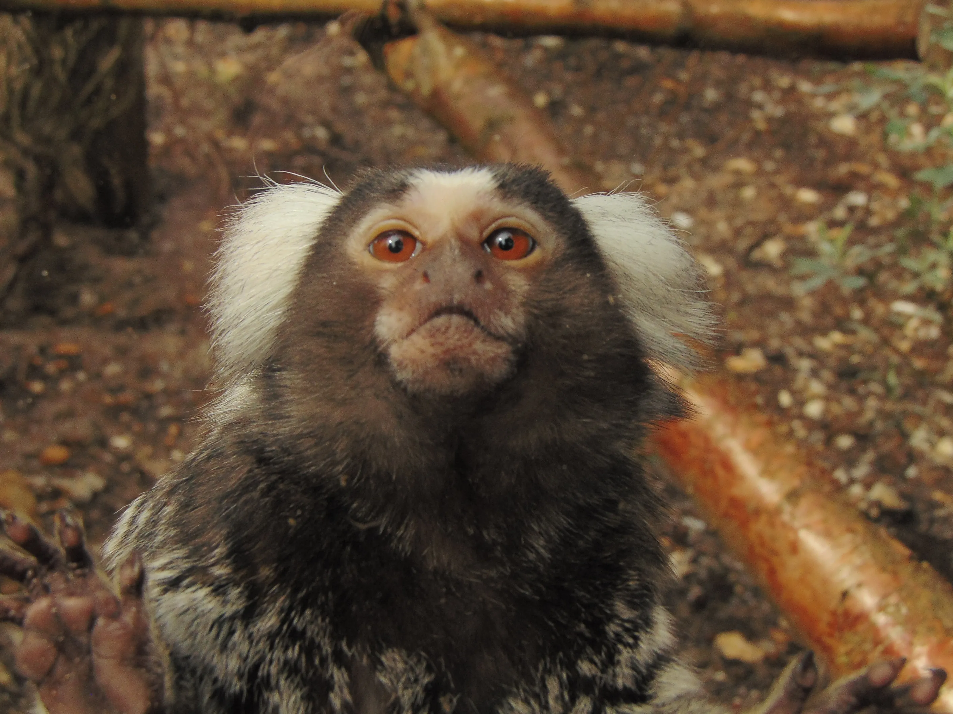 Monkeys