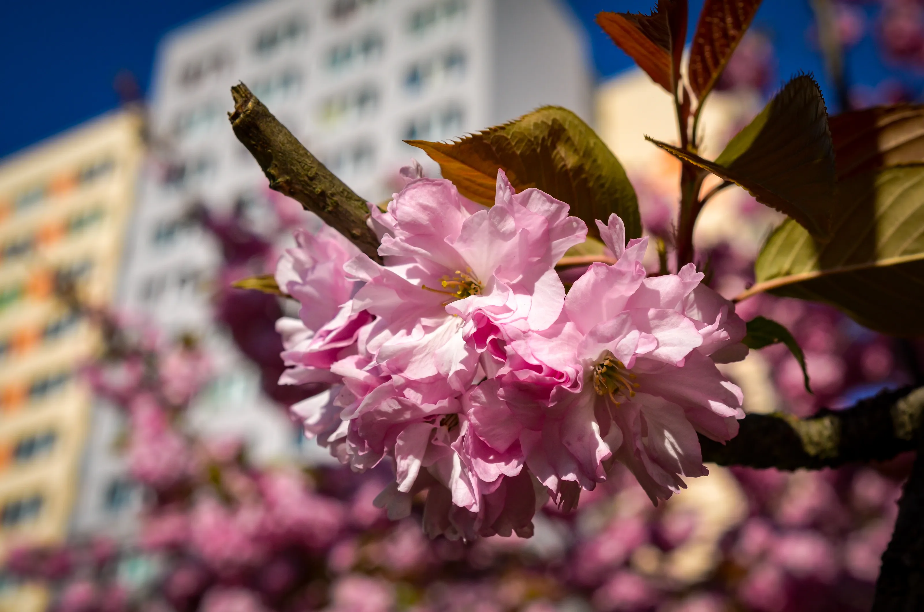 Cherry blossom in bloom