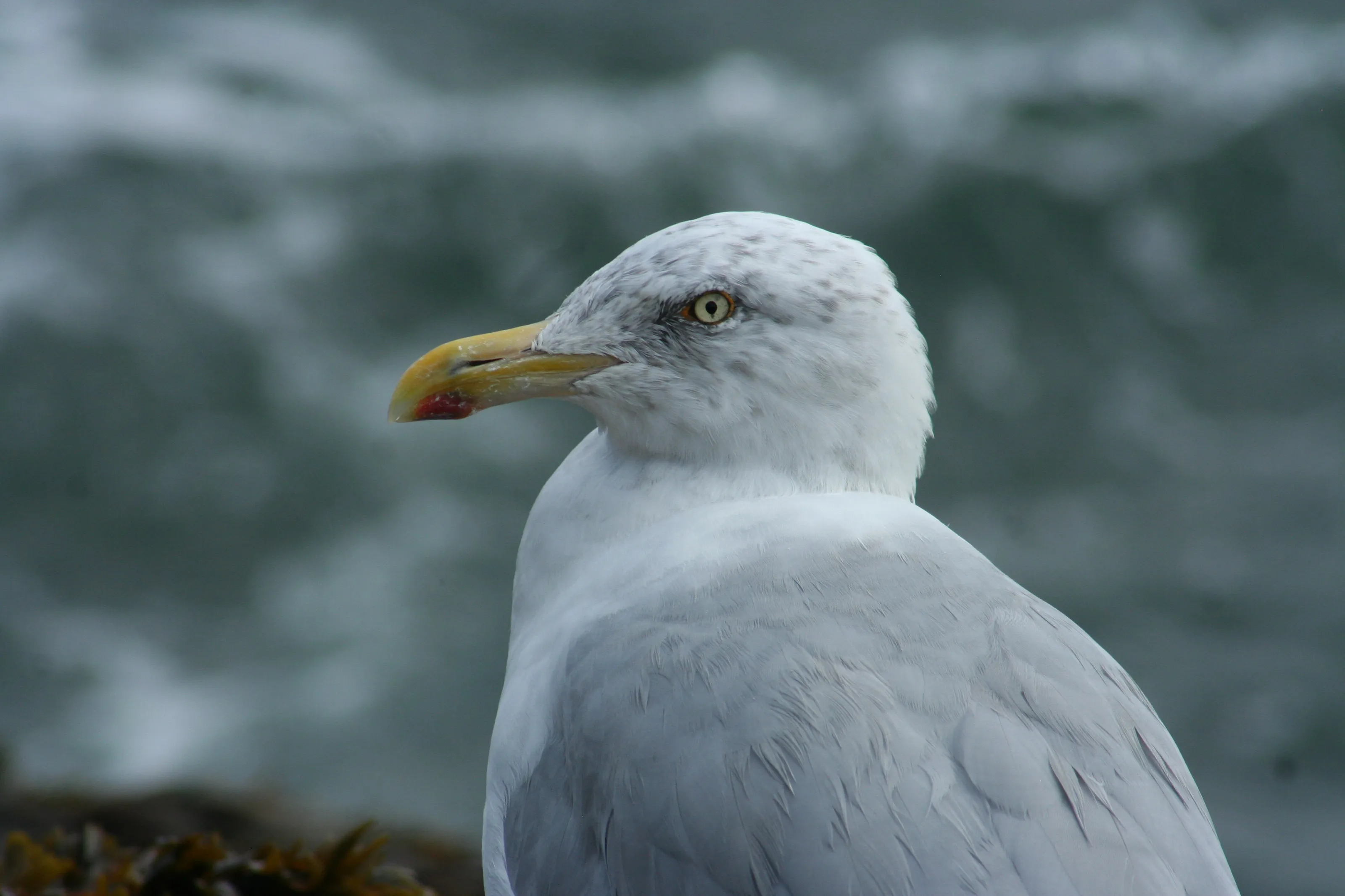 Seabirds