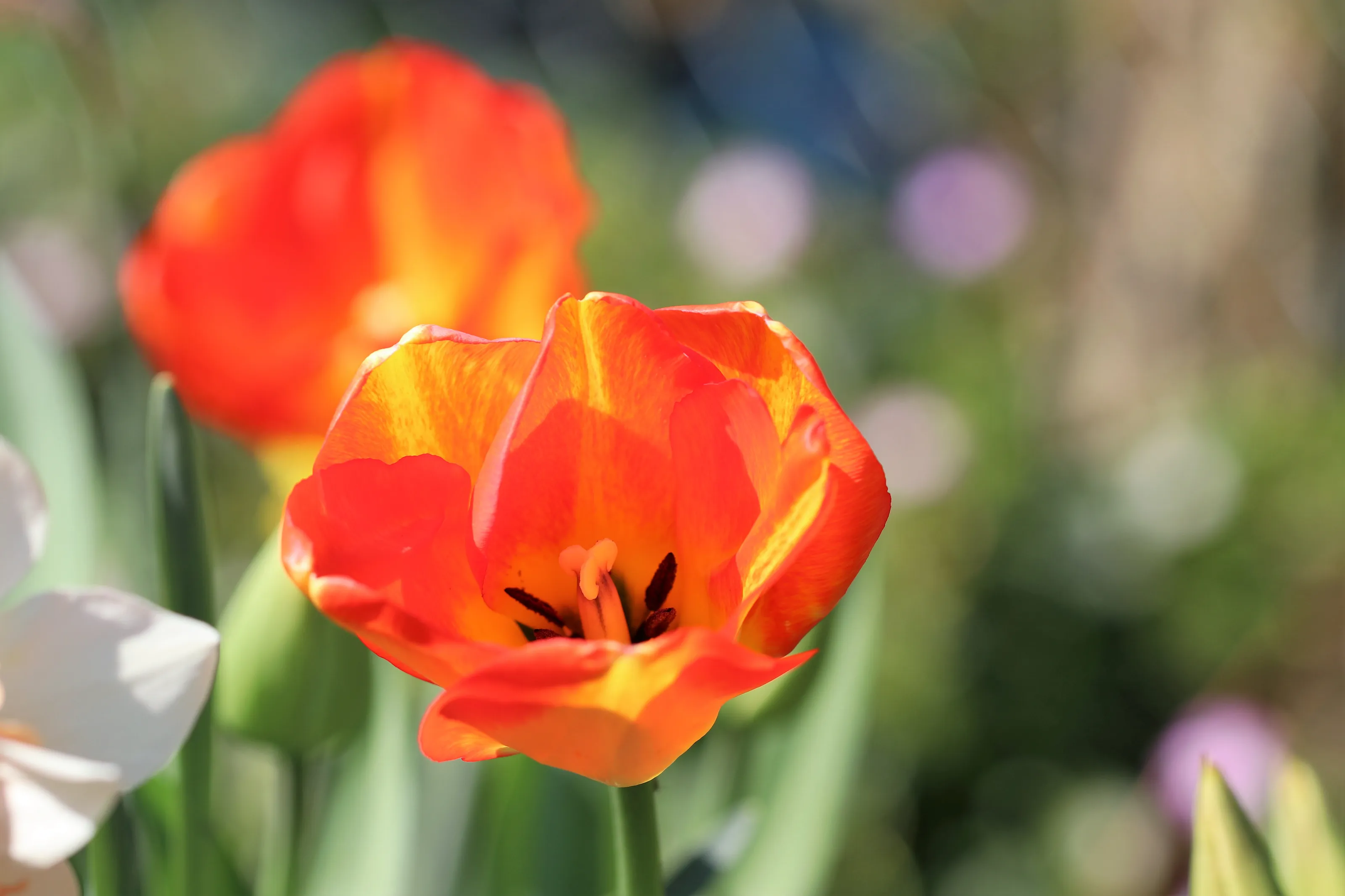 Tulips only