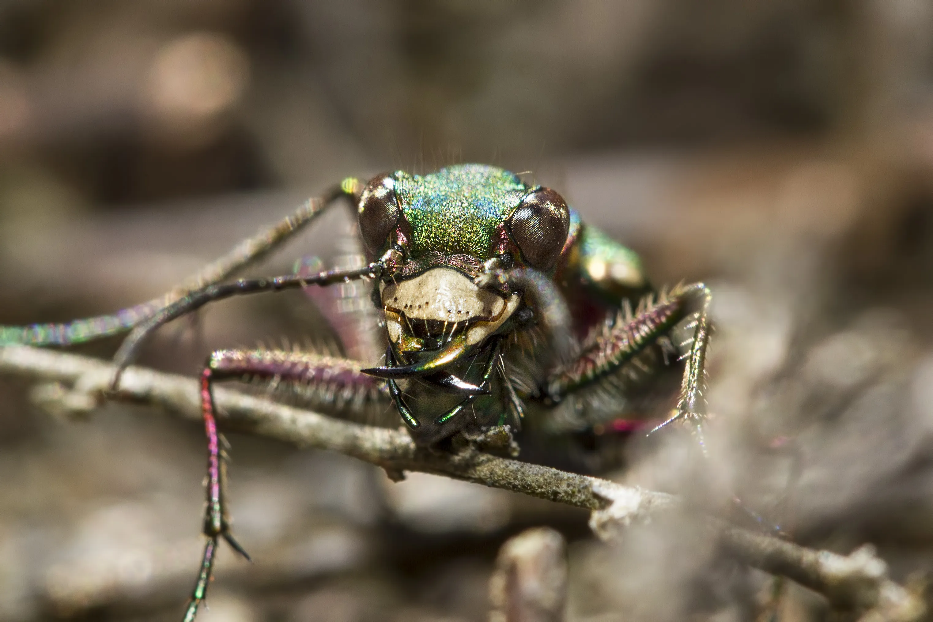 Macro Insects