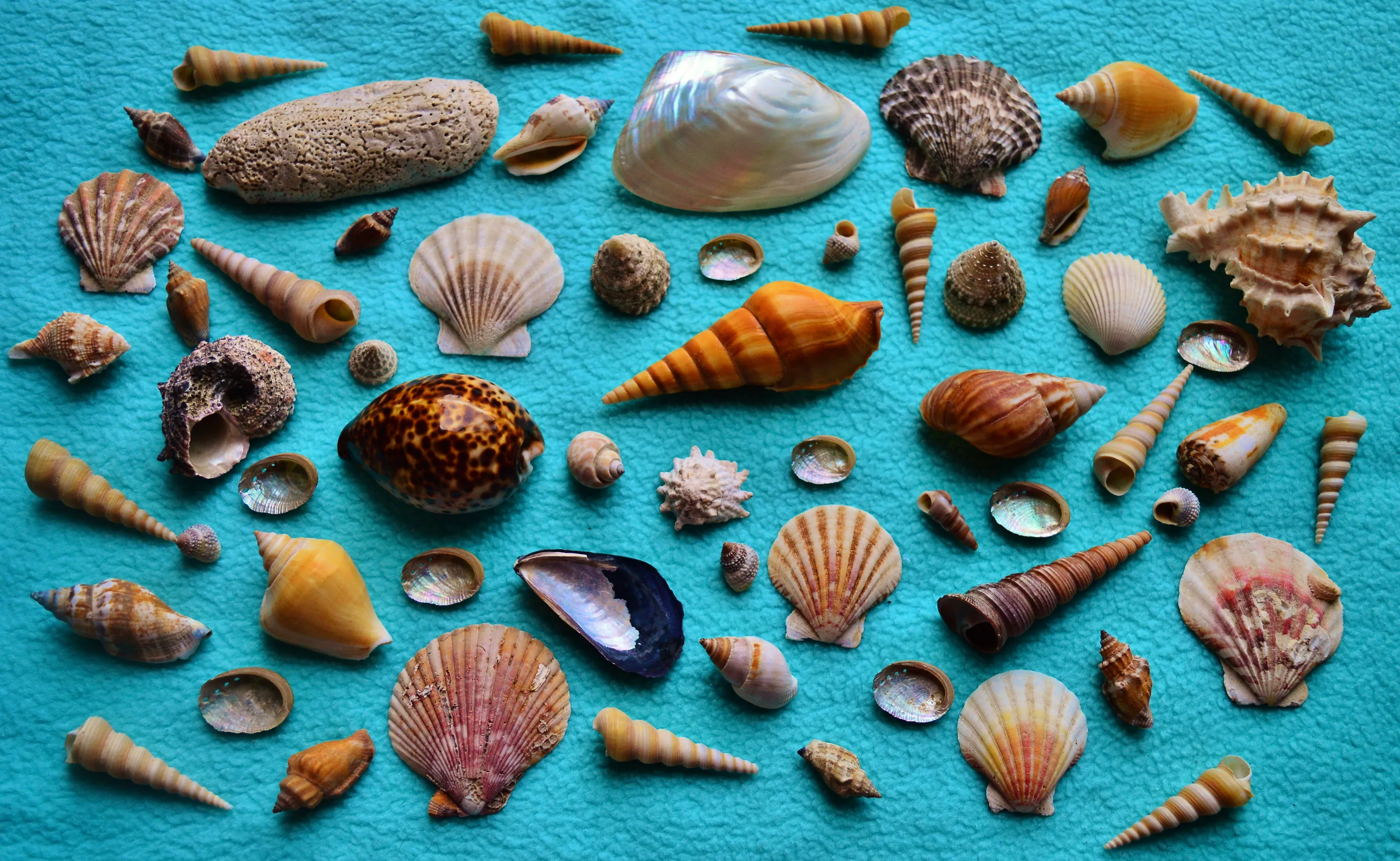 Sea Shells