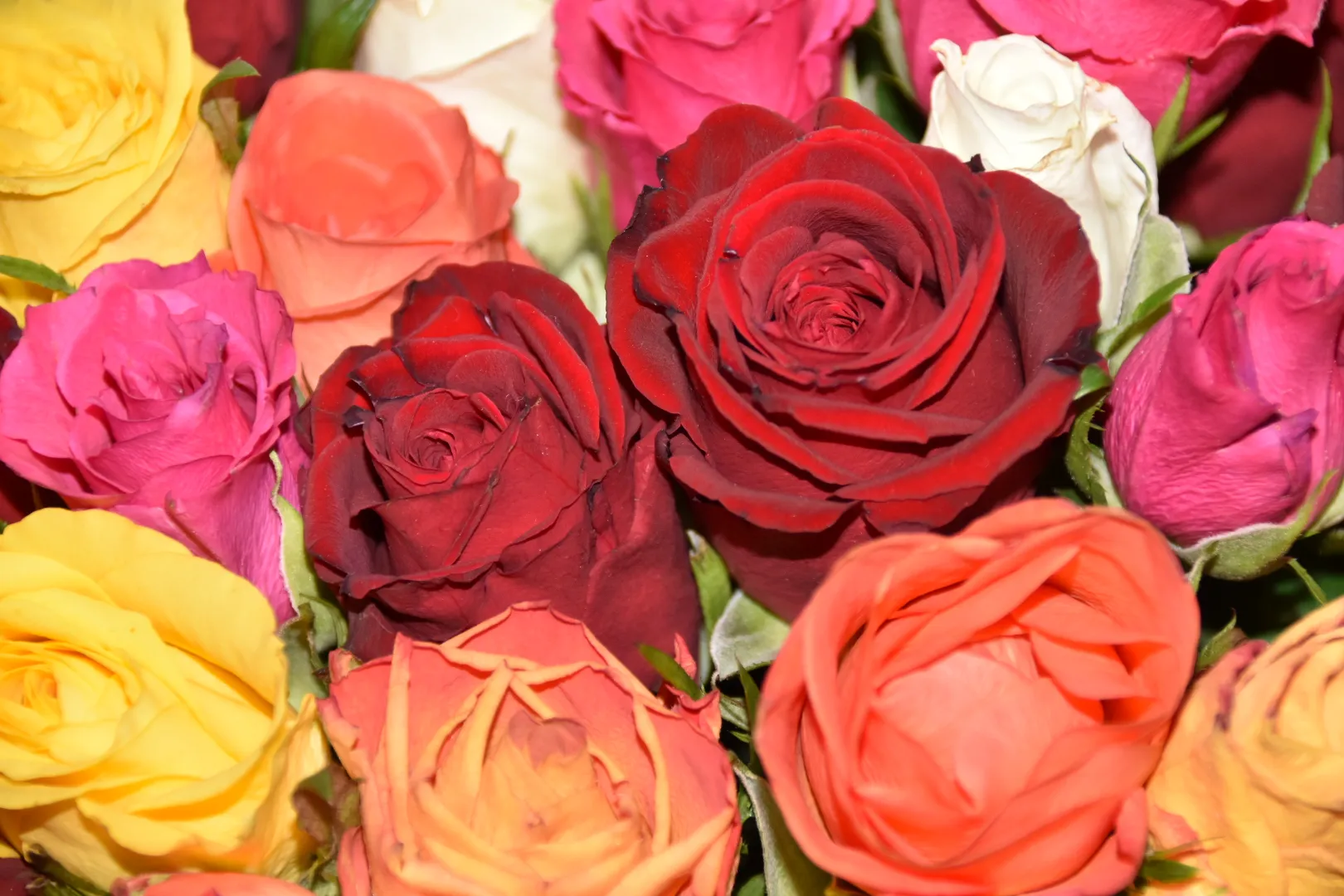 Beautiful Roses