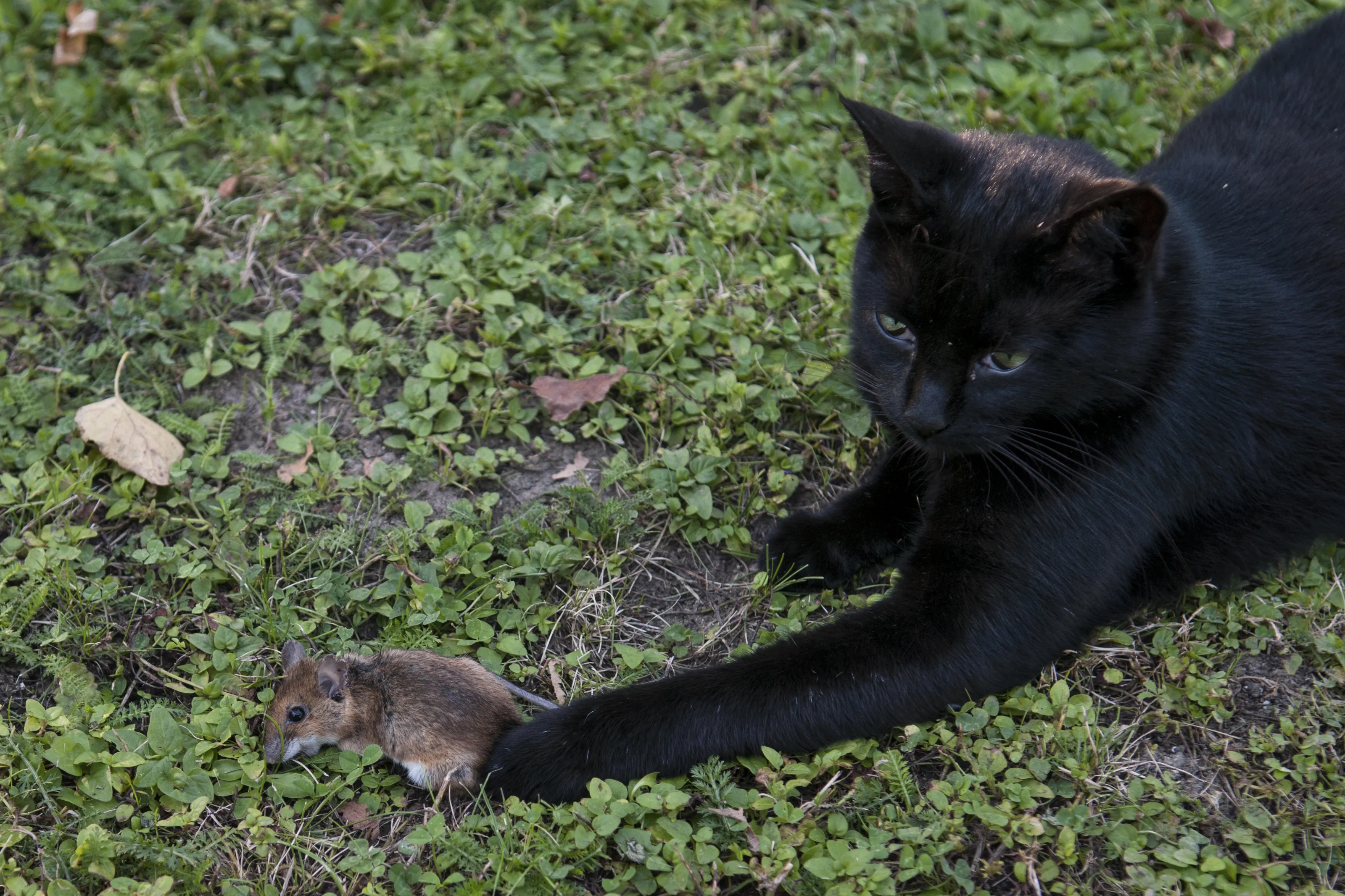 Black Cats