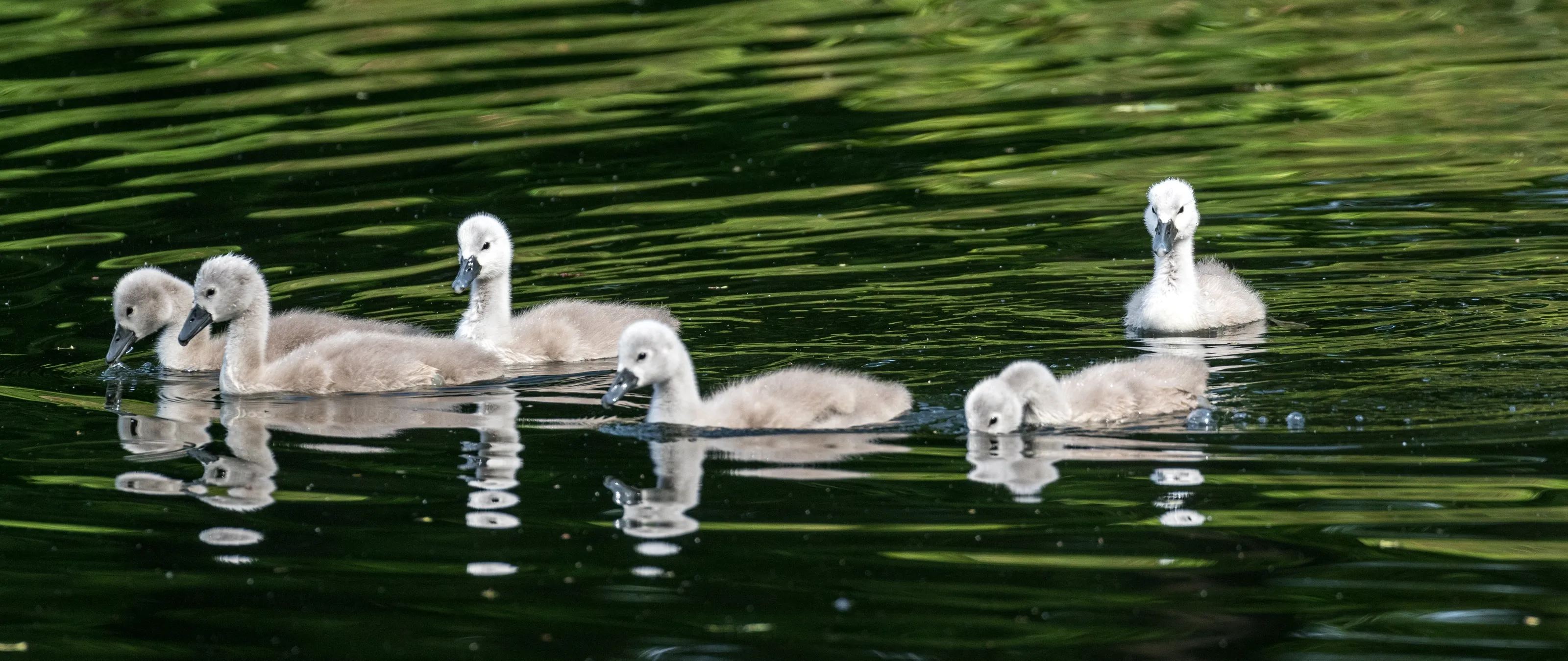 Wild Baby Birds in their Natural Environment
