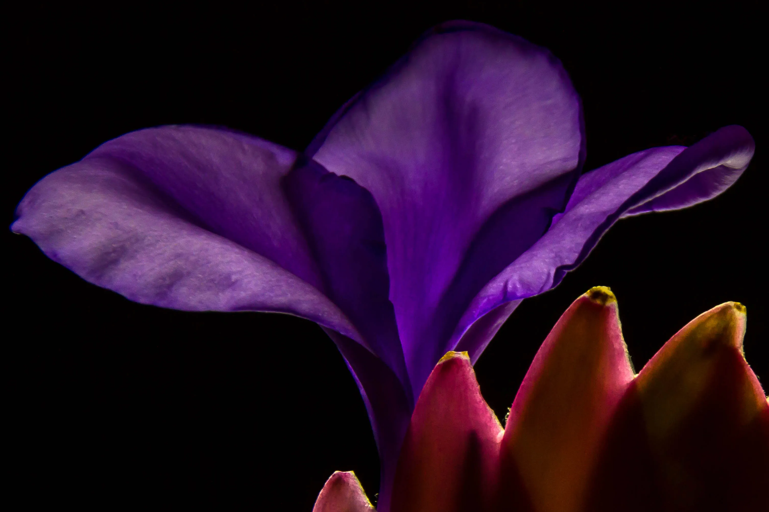 All things purple