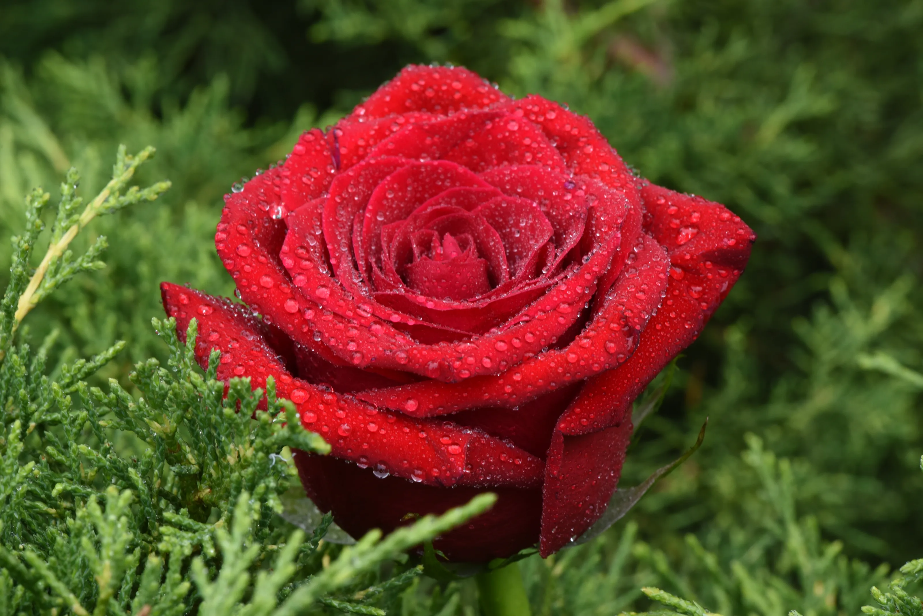 Roses - a romantic flower
