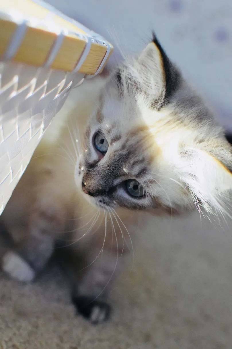 Cats and Kittens