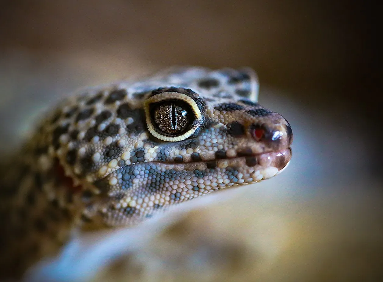 Animal Face Focus