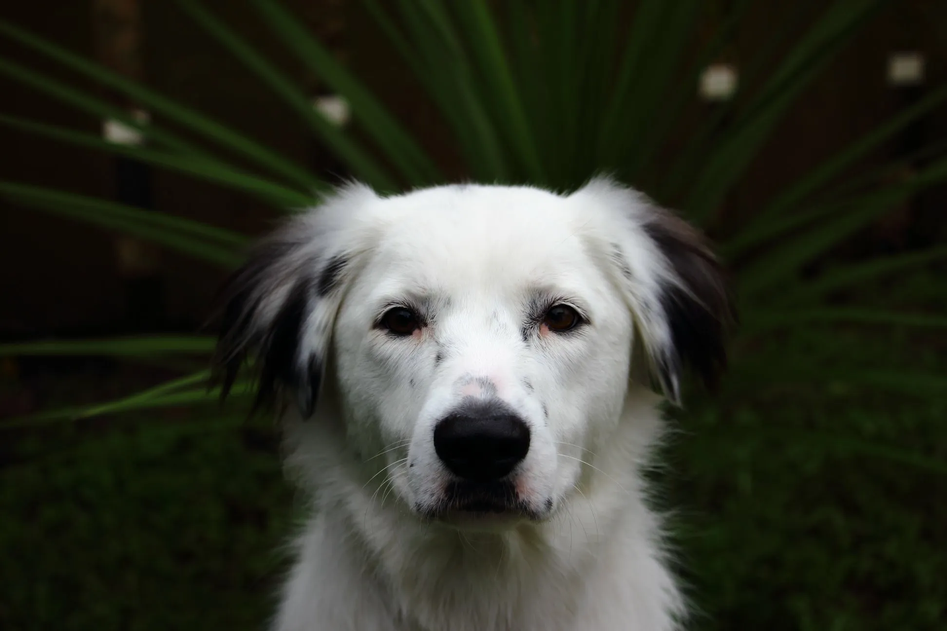 Border Collies & Australian Shepherd dogs