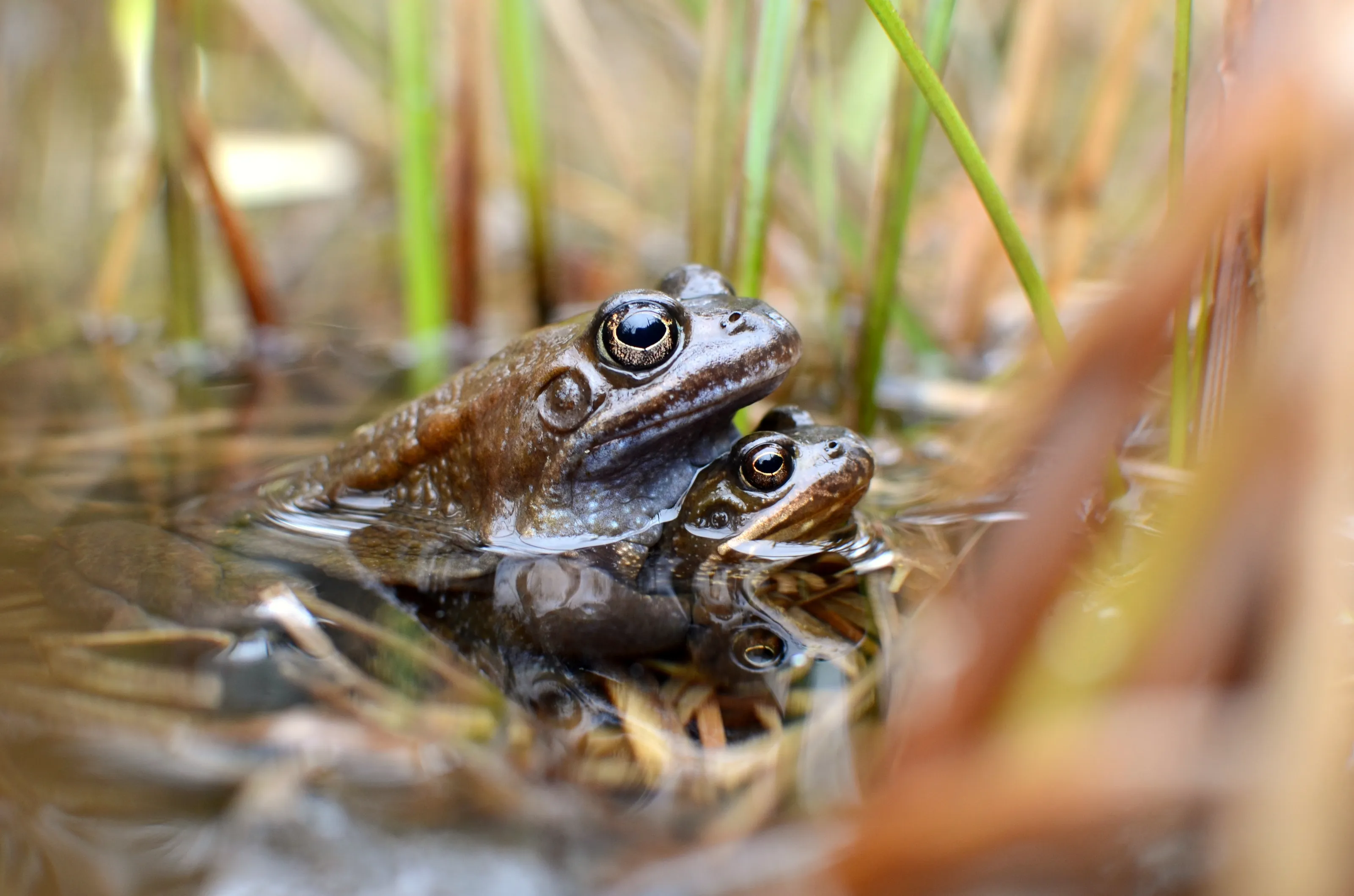 Wild toads and frogs