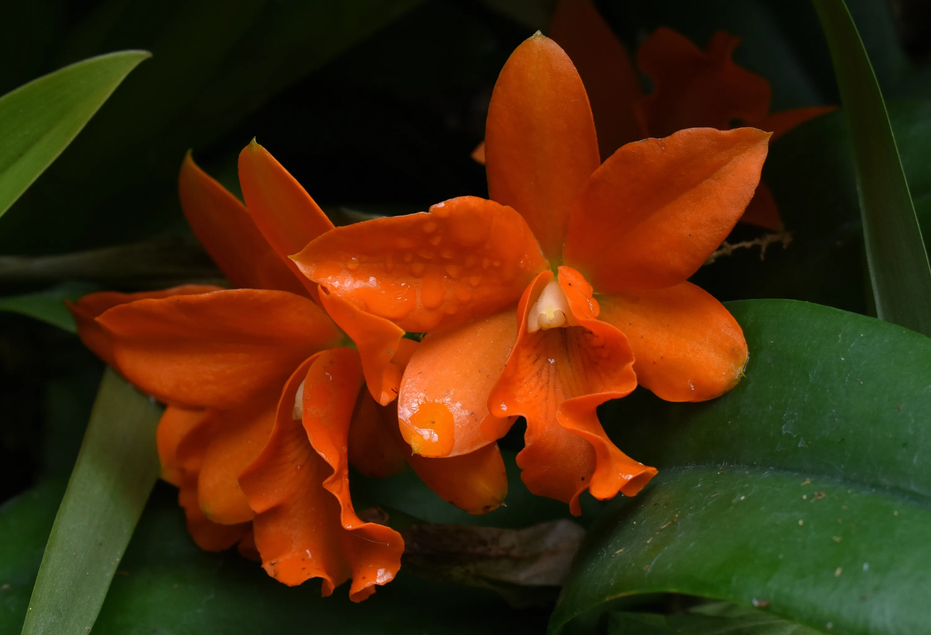 Orange (colour) flowers
