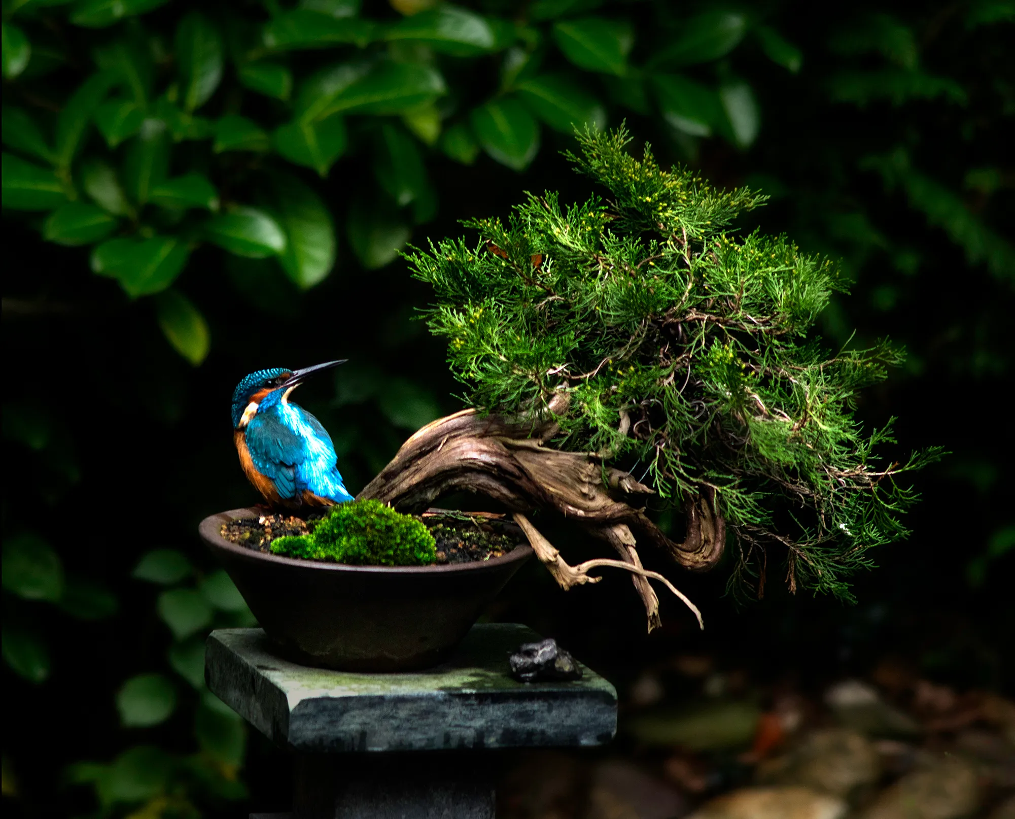 Potted Plants
