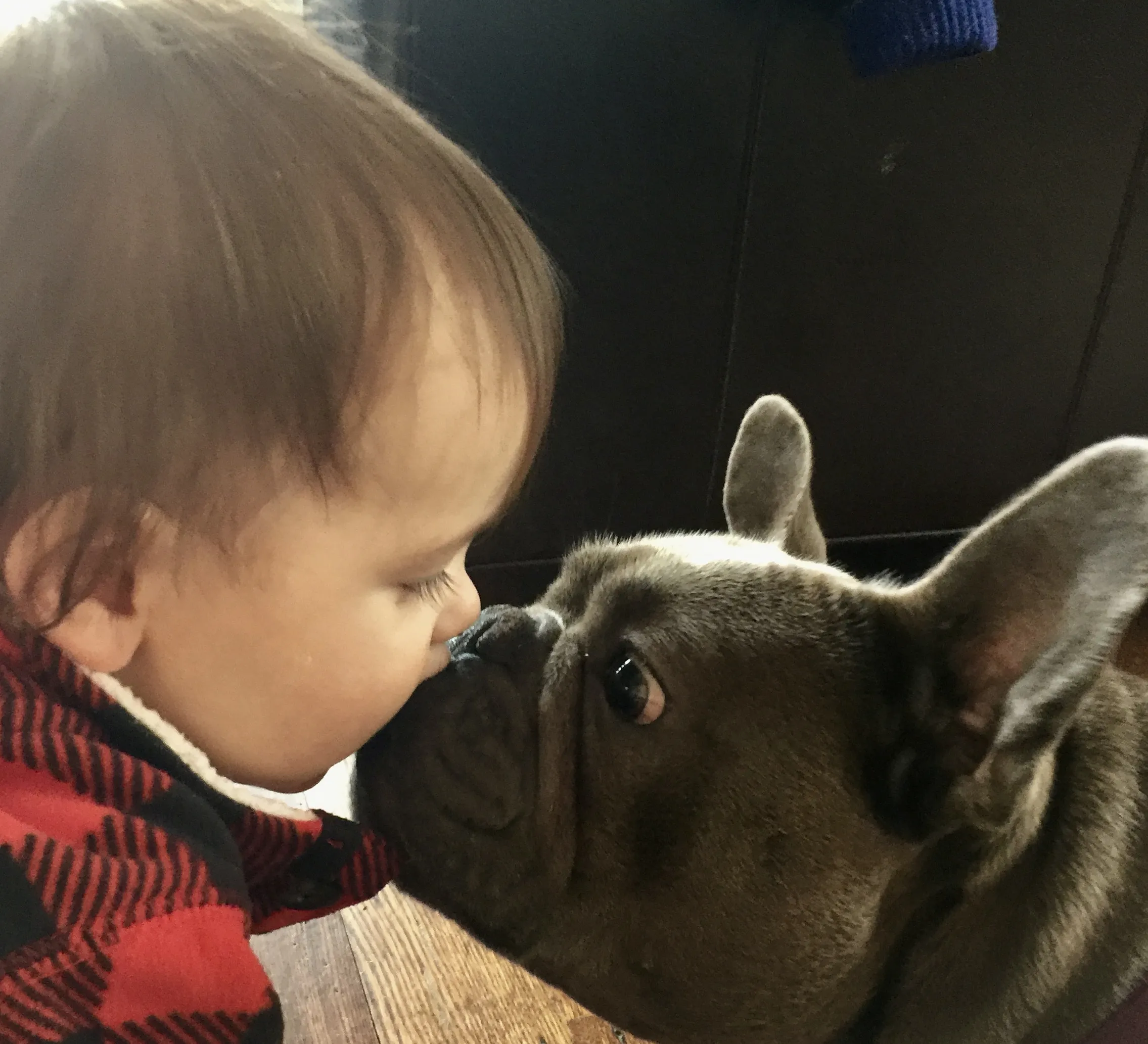 Dogs do make best friends