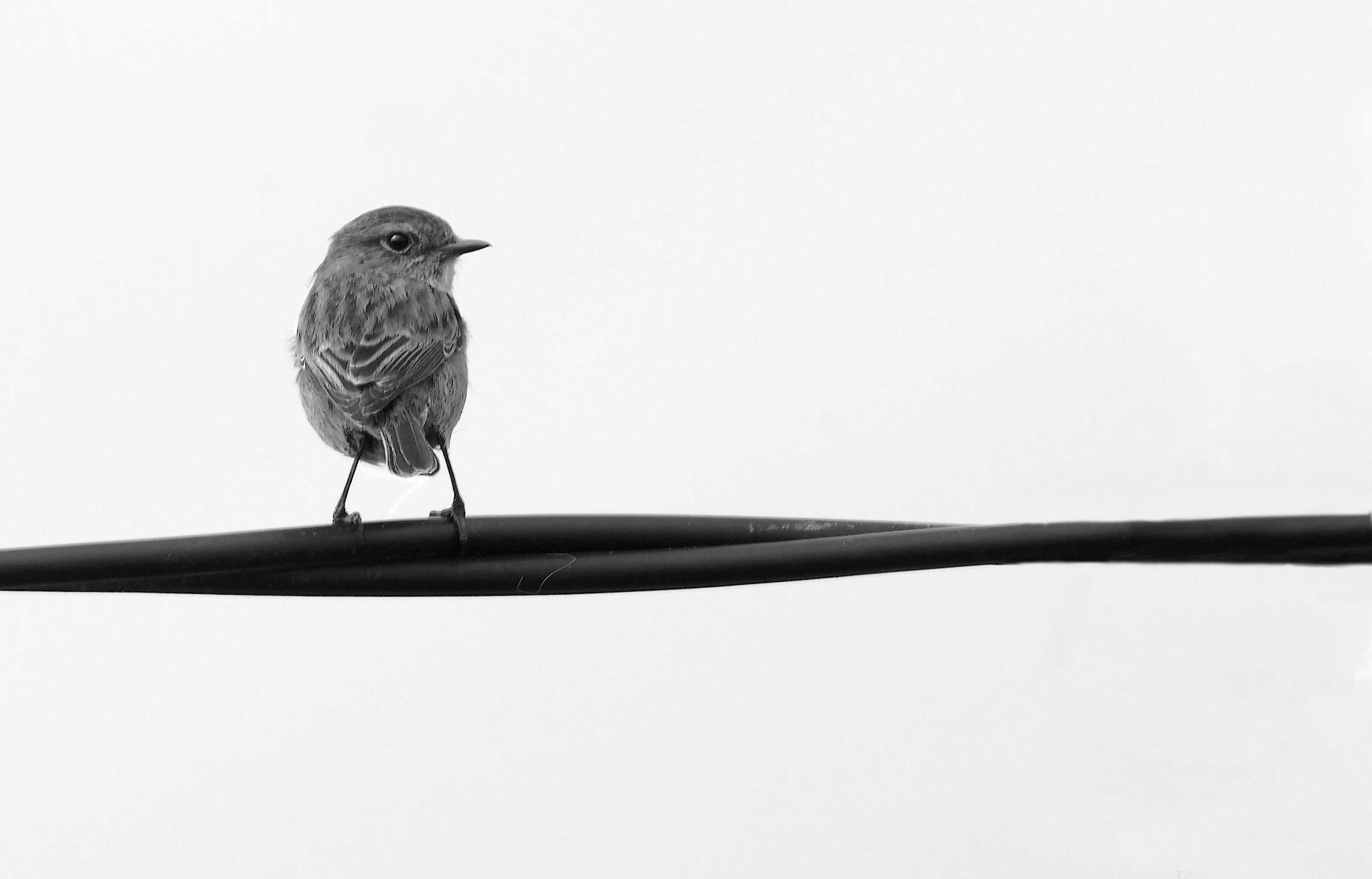Birds in Black & White