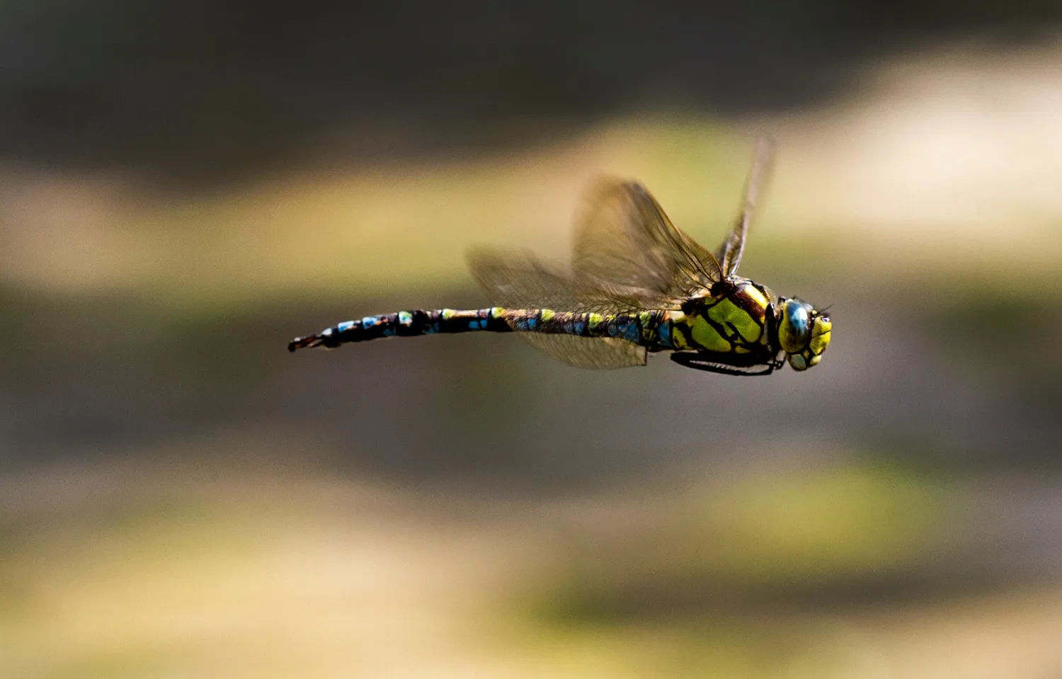 Insects in flight