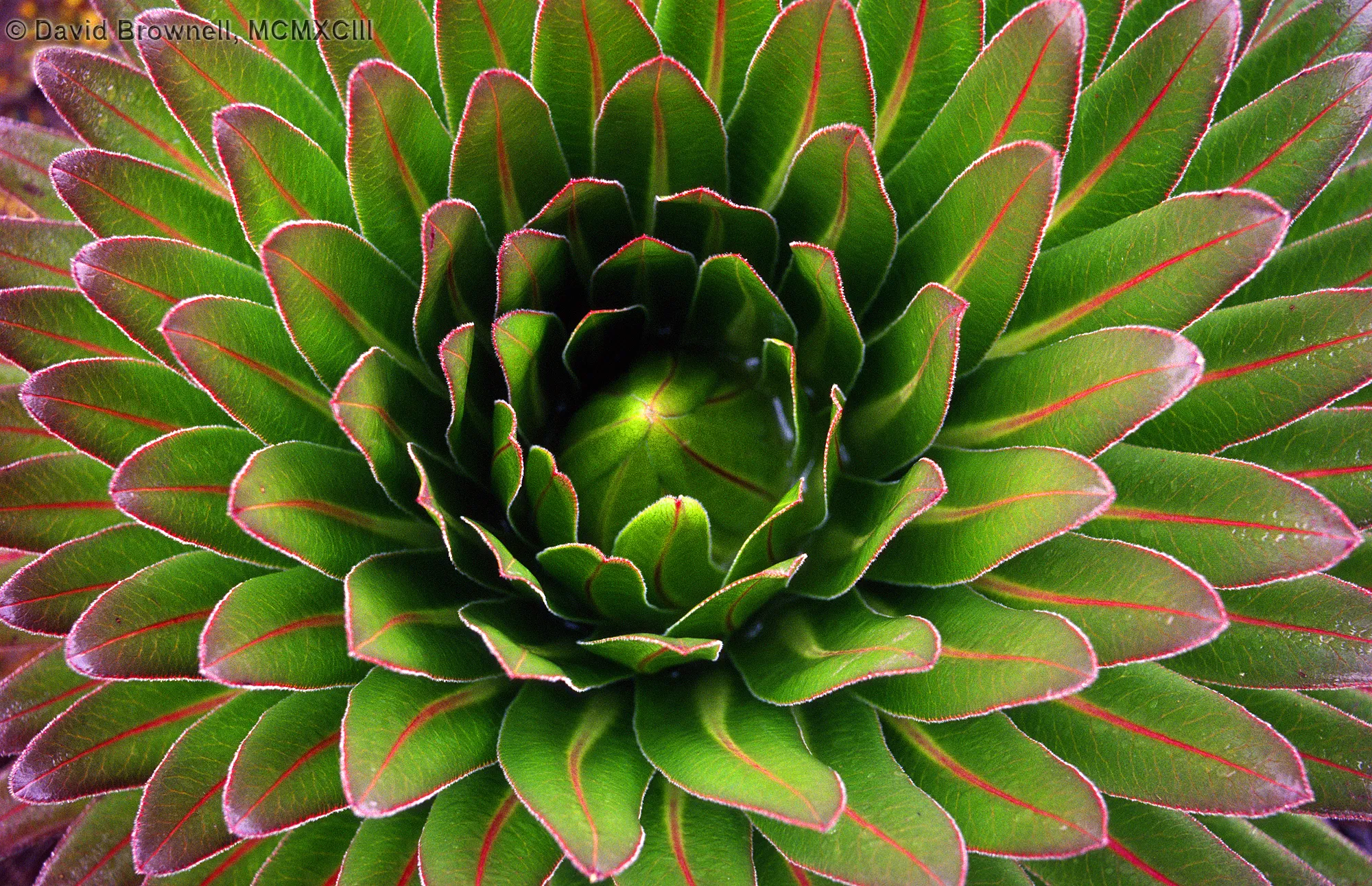 Macro plants