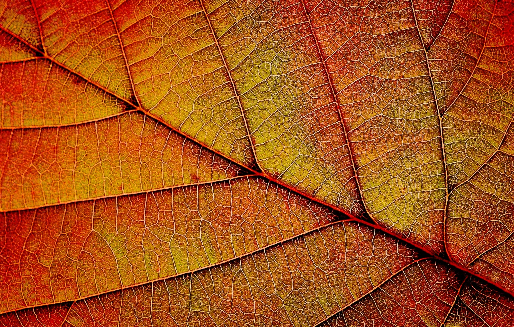 Macro plants