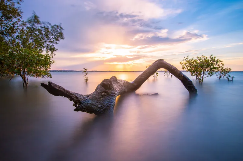 Driftwood by the Water