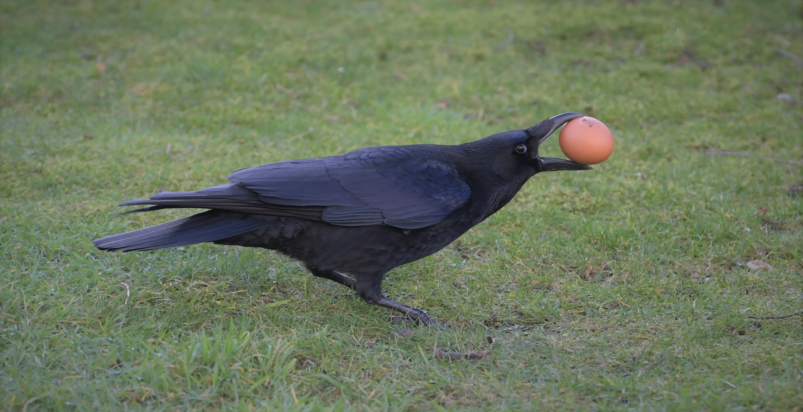 Crows and Ravens