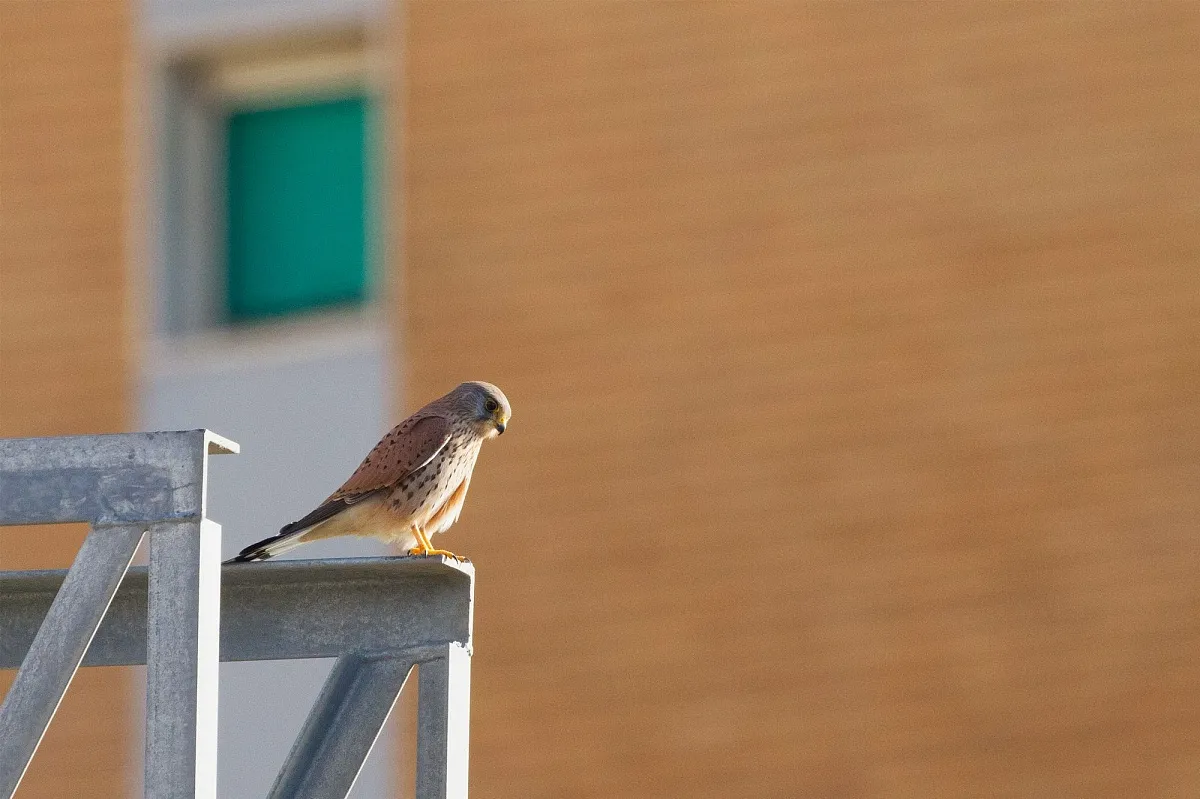Birds in the city