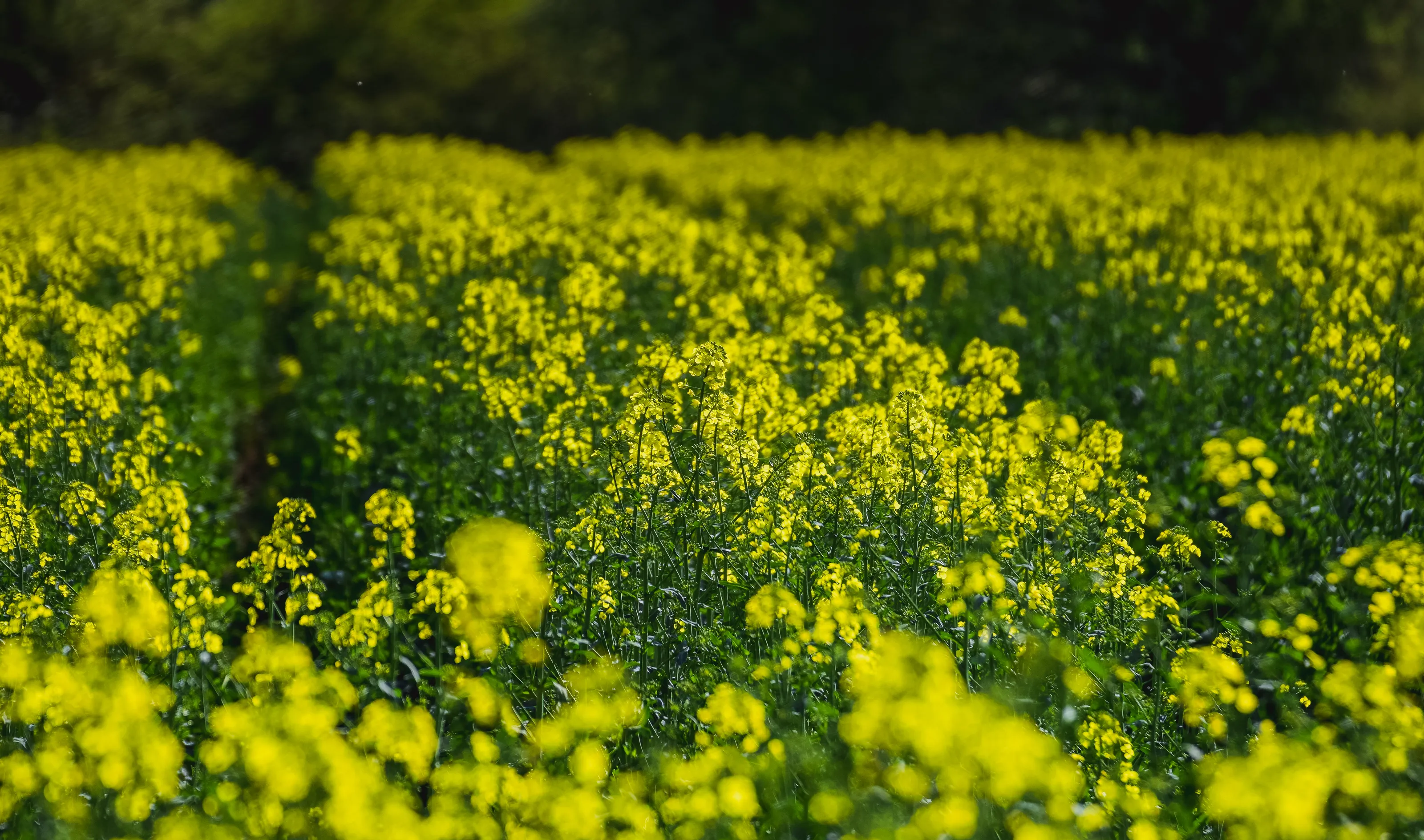 Yellow Fields