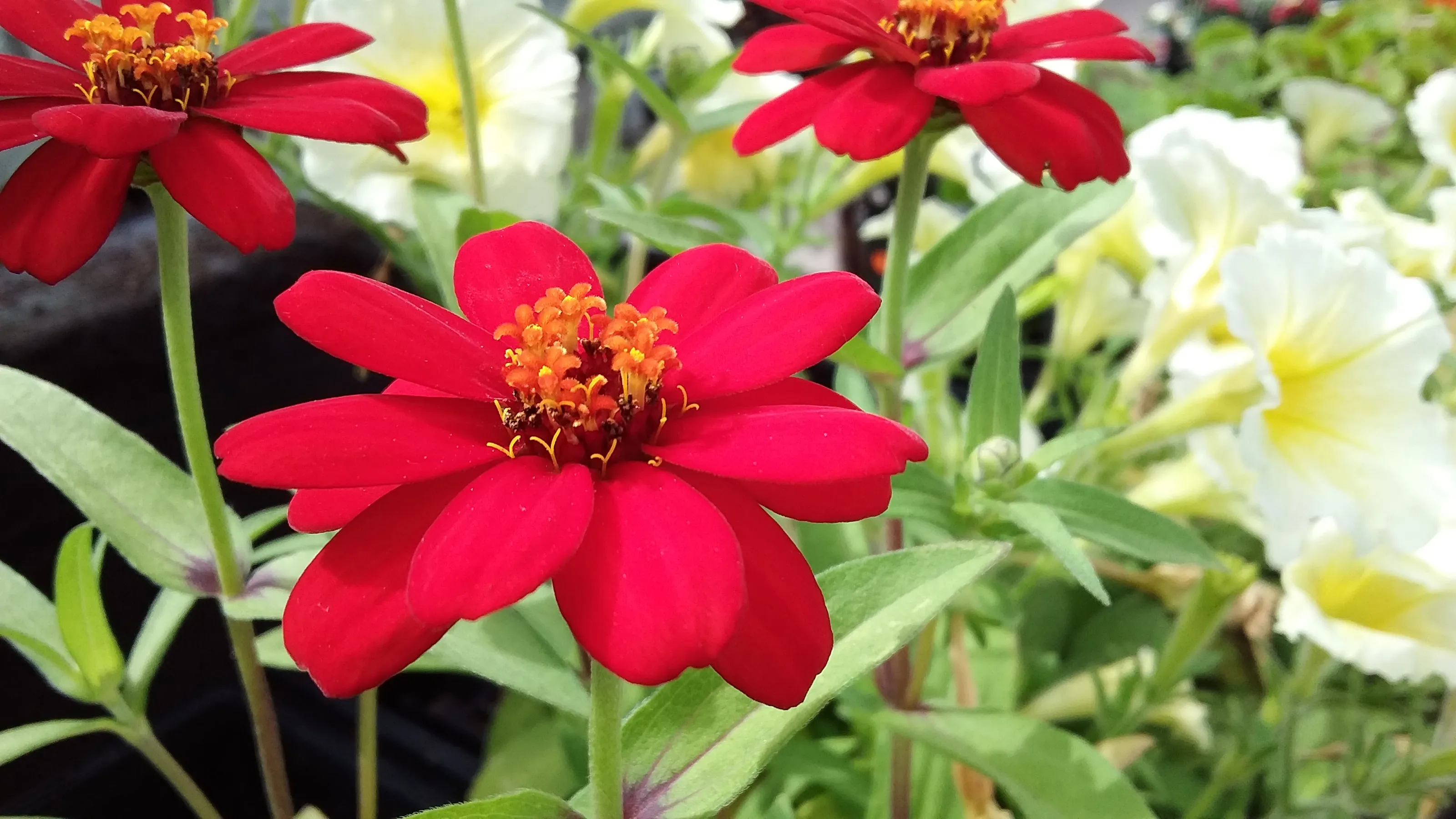 Red flowers