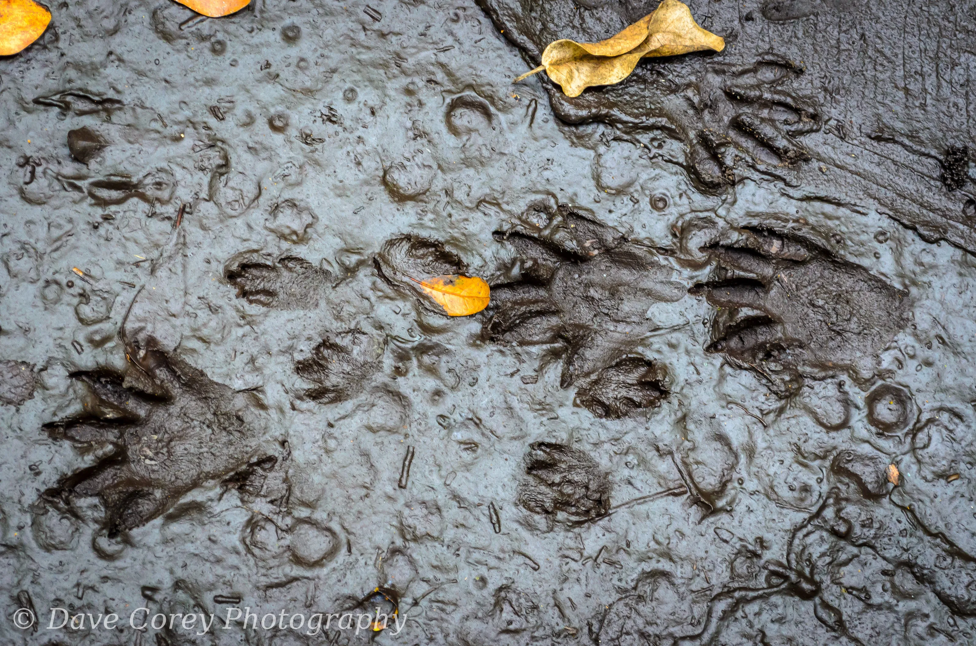 Footprints