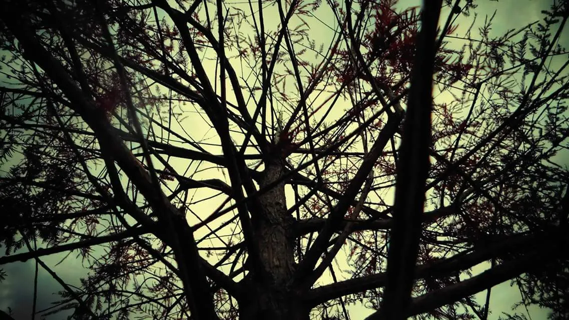 Trees
