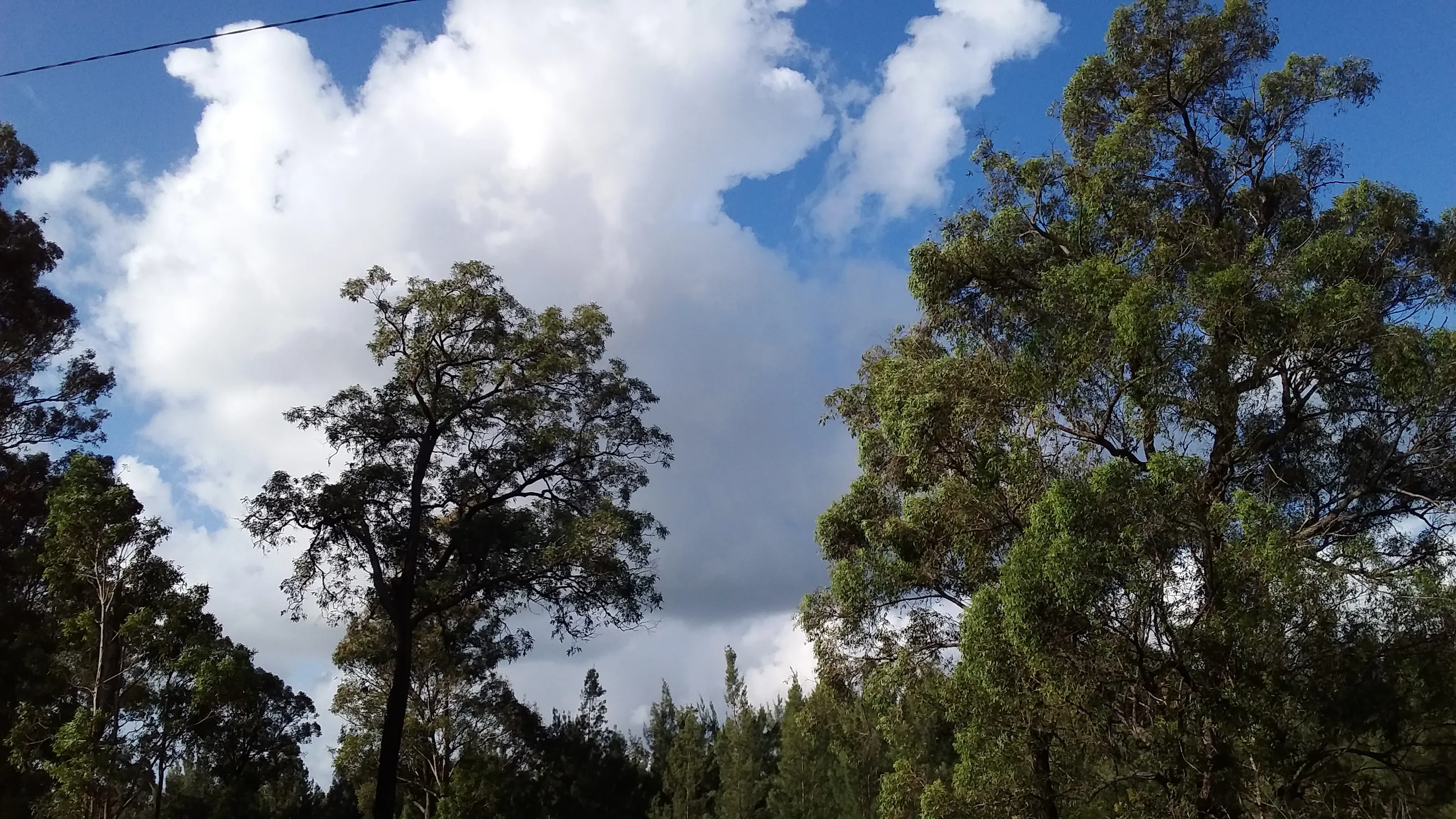 Clouds behind trees